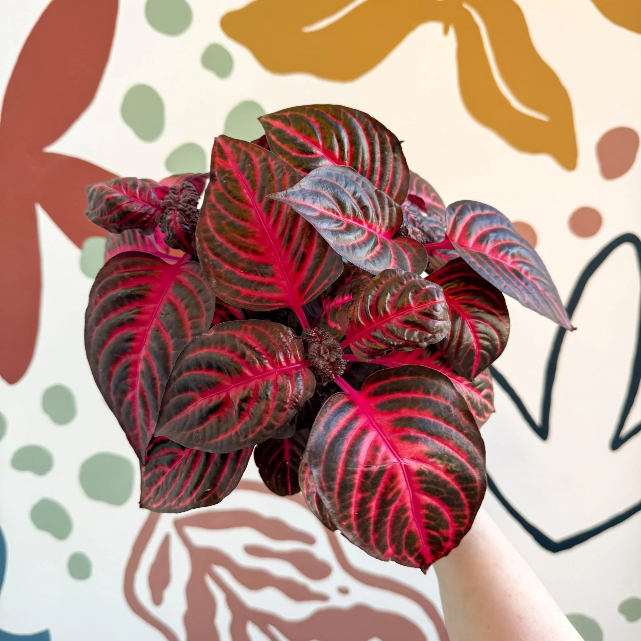 Iresine herbstii 'Rich Redstar' - Bloodleaf - Image 17
