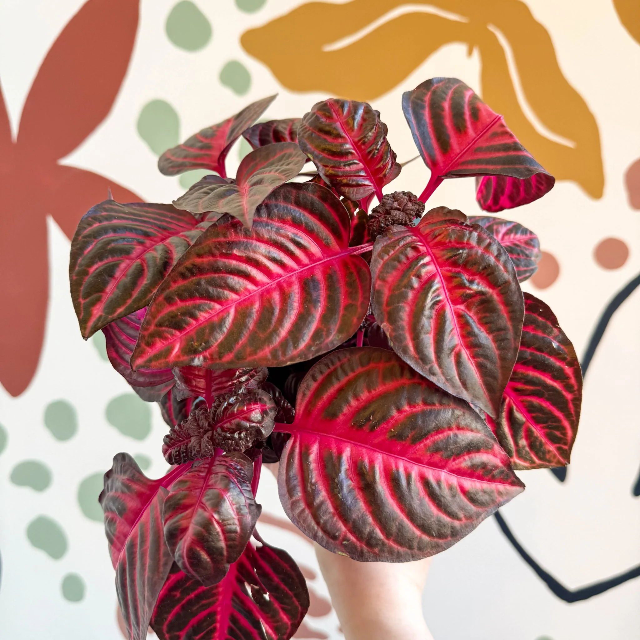 Iresine herbstii 'Rich Redstar' - Bloodleaf - Image 18