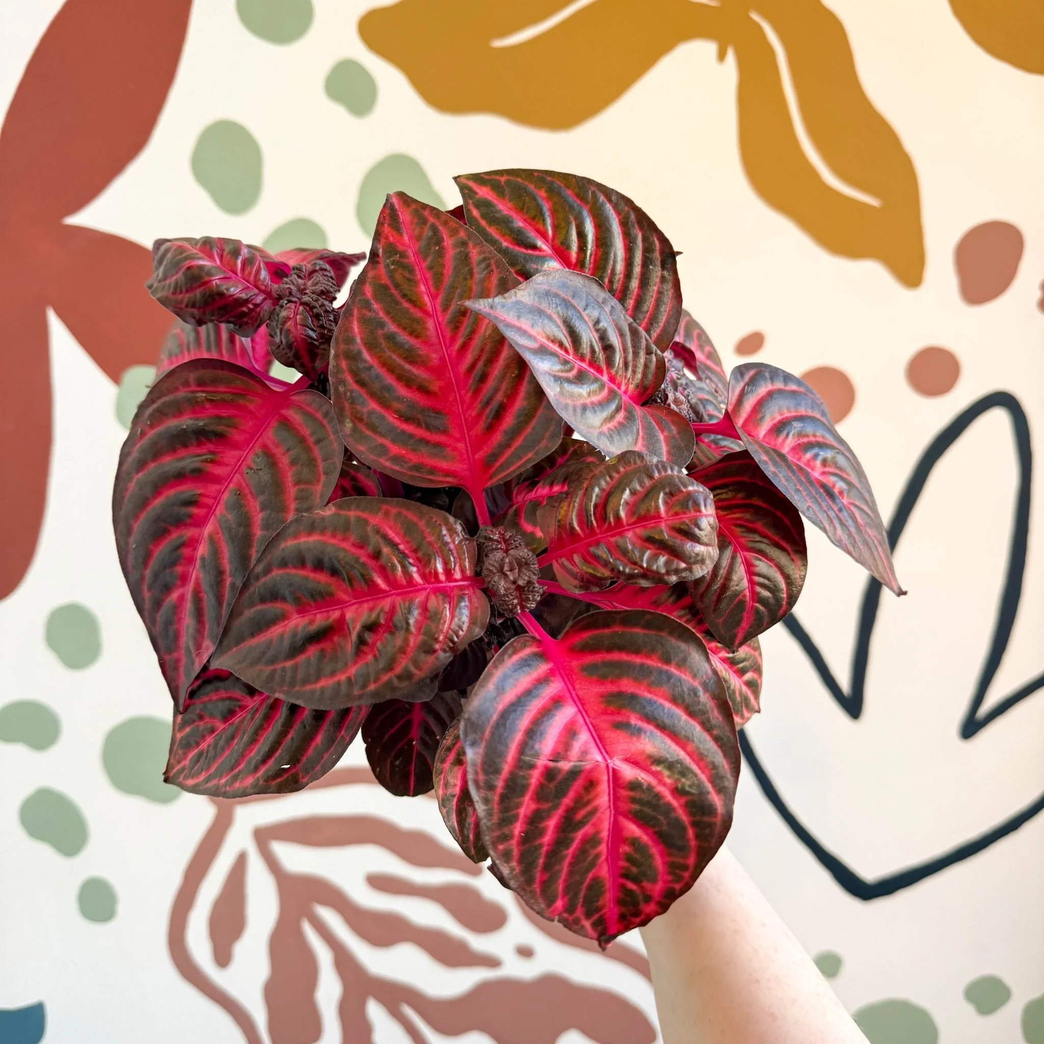 Iresine herbstii 'Rich Redstar' - Bloodleaf - Image 2
