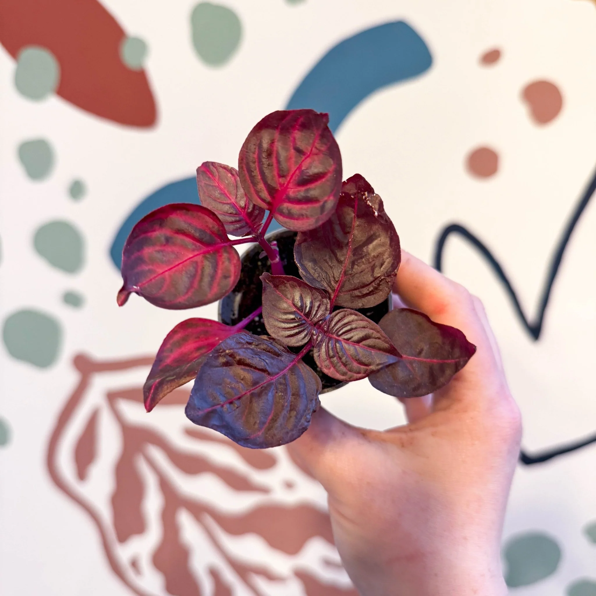 Iresine herbstii 'Rich Redstar' - Bloodleaf - Image 3