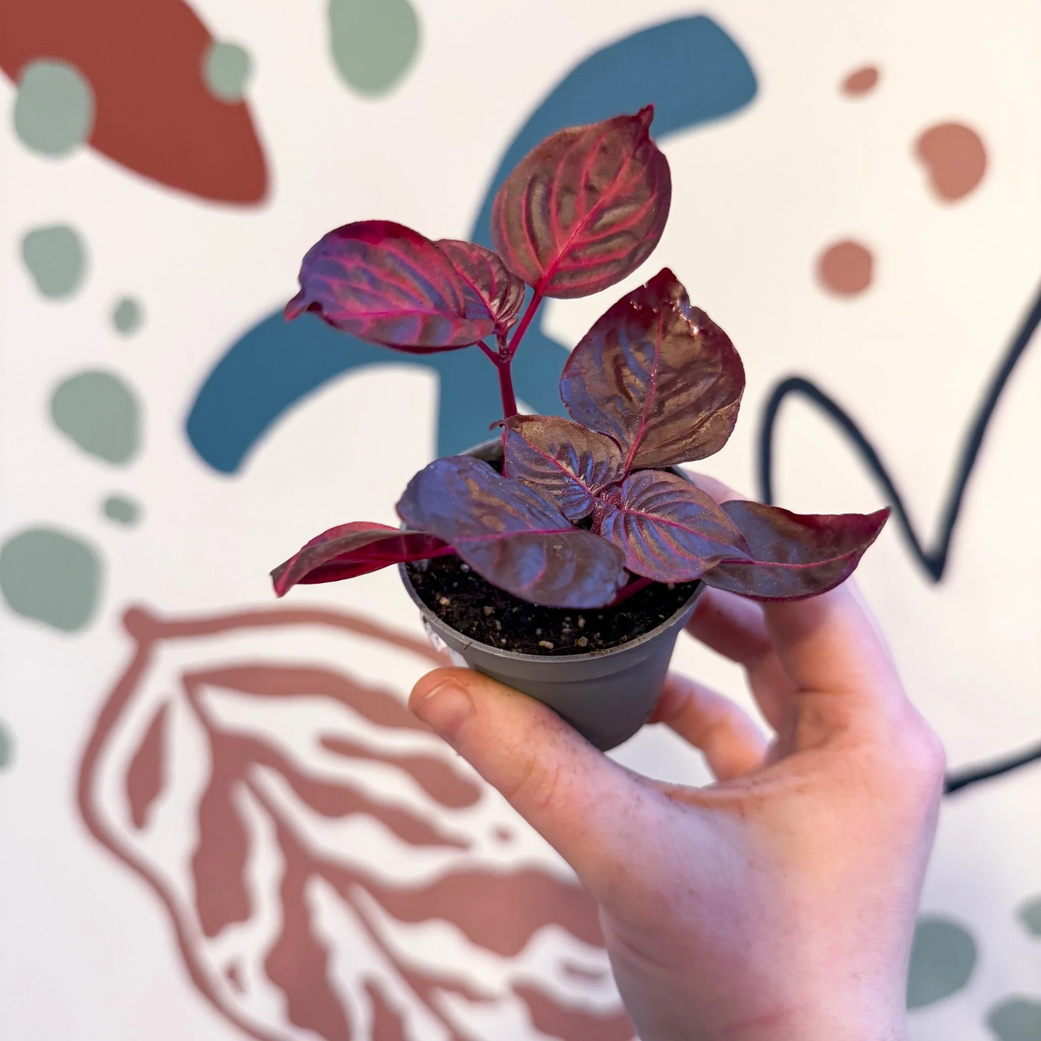 Iresine herbstii 'Rich Redstar' - Bloodleaf - Image 4