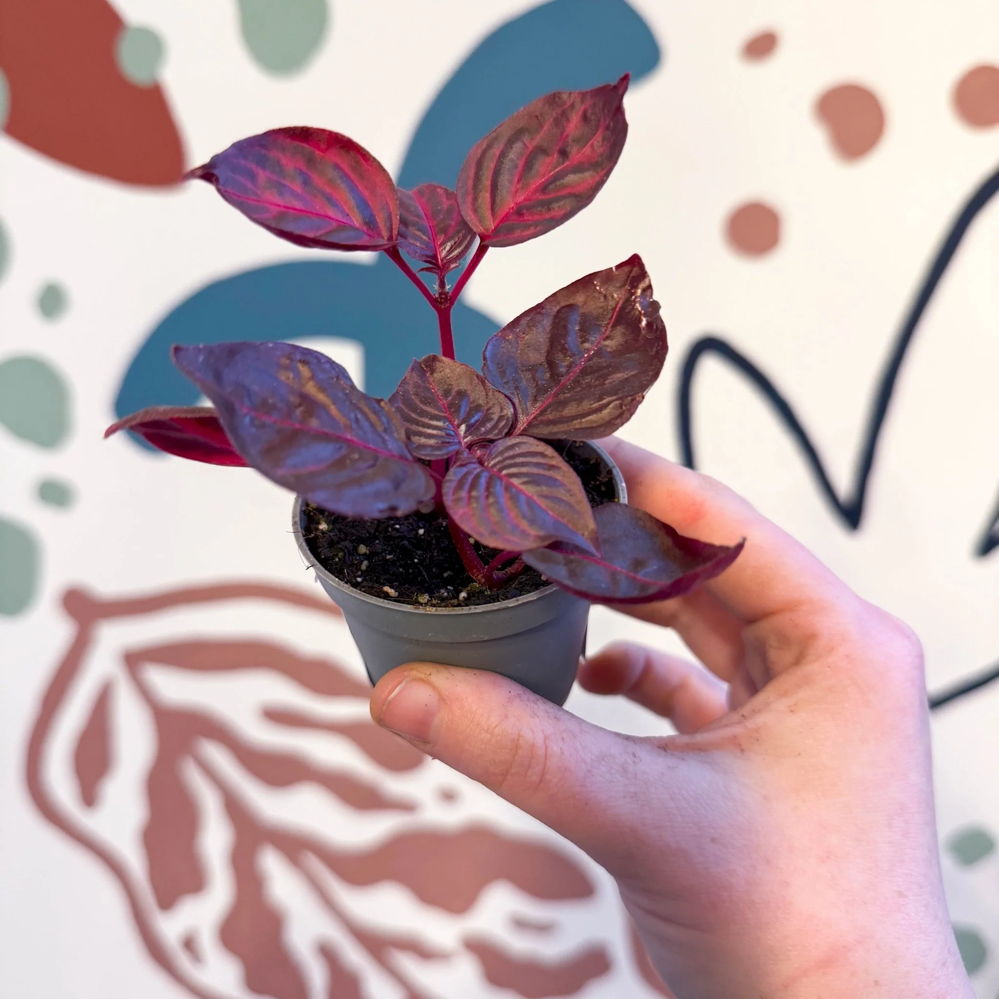 Iresine herbstii 'Rich Redstar' - Bloodleaf - Image 5