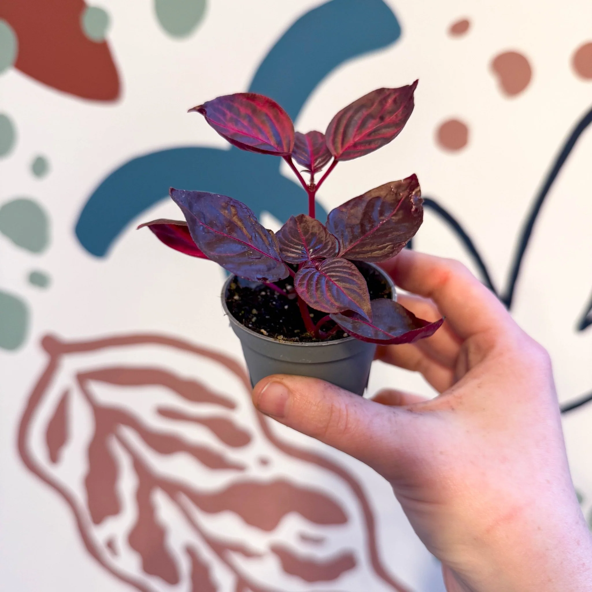 Iresine herbstii 'Rich Redstar' - Bloodleaf - Image 6