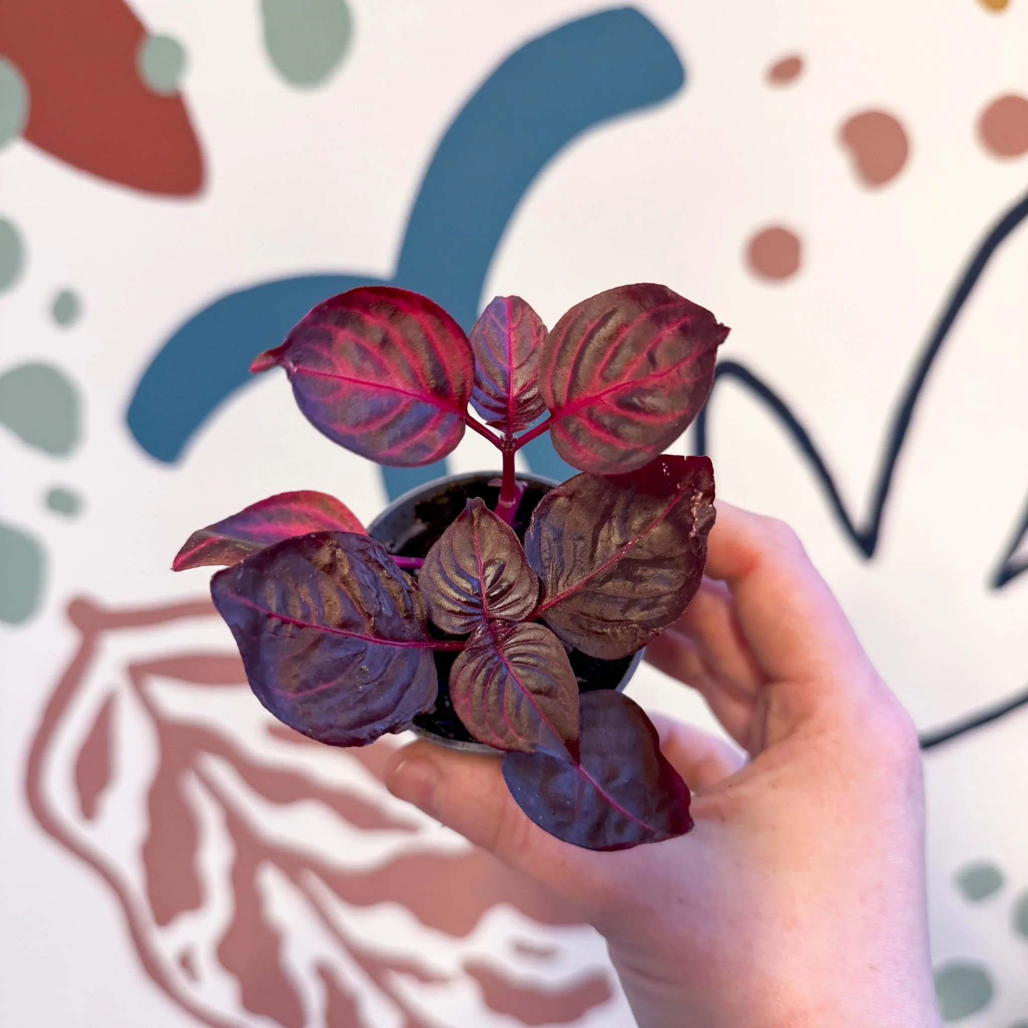 Iresine herbstii 'Rich Redstar' - Bloodleaf - Image 7