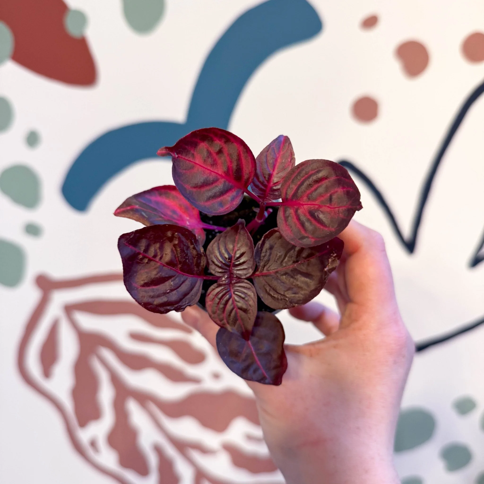 Iresine herbstii 'Rich Redstar' - Bloodleaf - Image 8