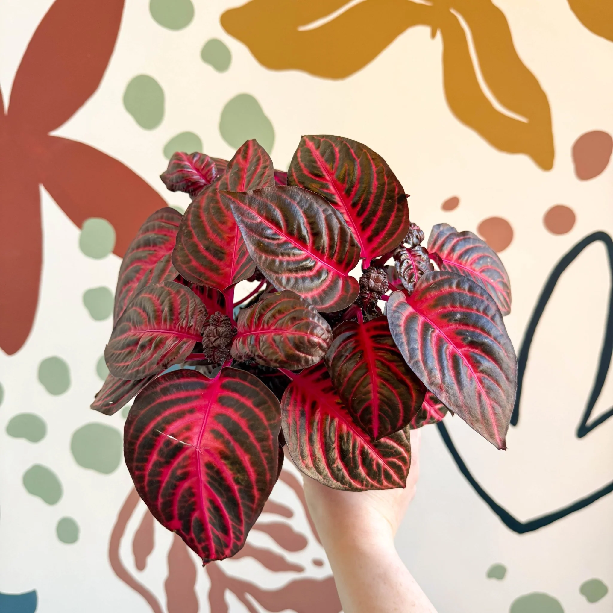 Iresine herbstii 'Rich Redstar' - Bloodleaf - Image 9