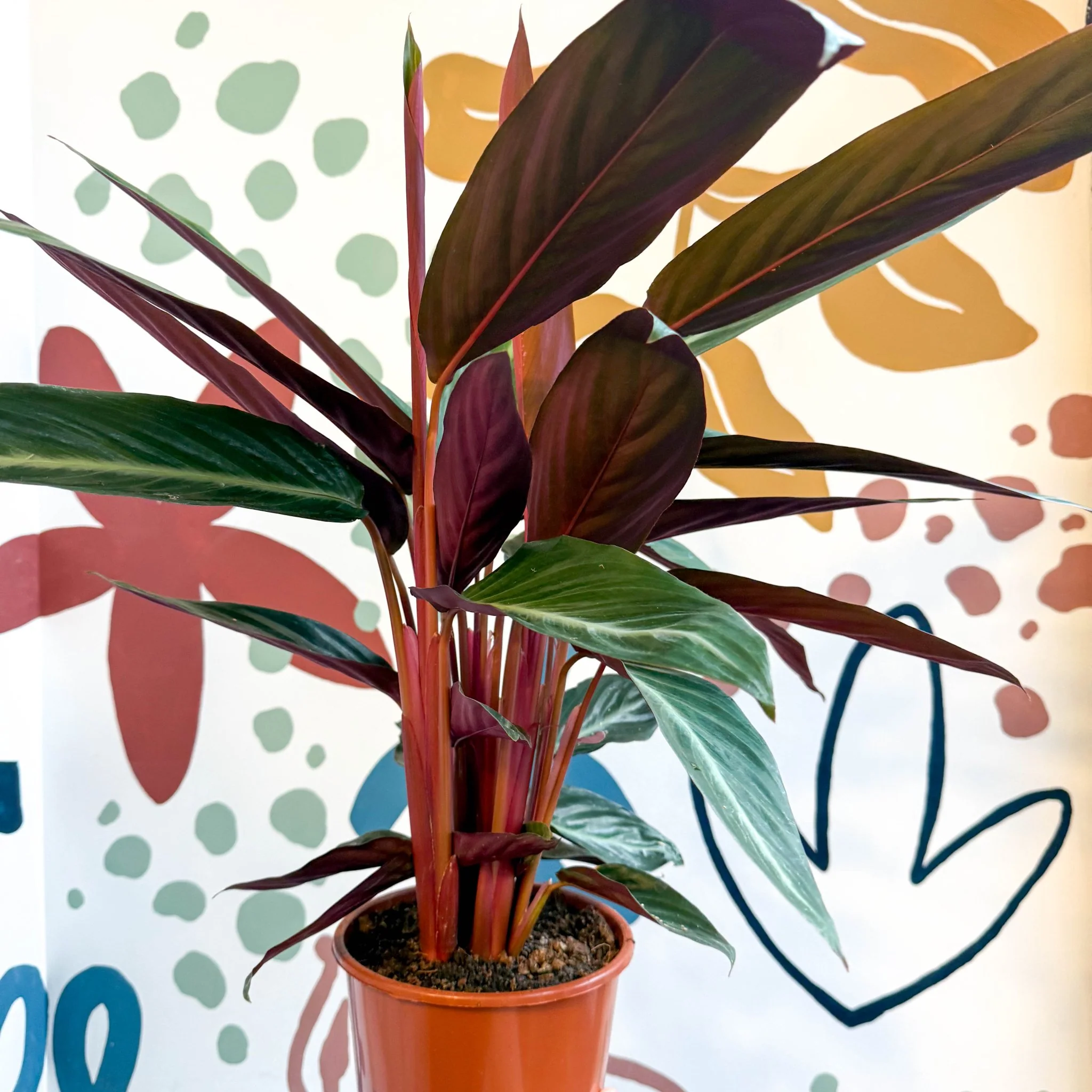 Stromanthe sanguinea - Bloody Prayer Plant Calathea