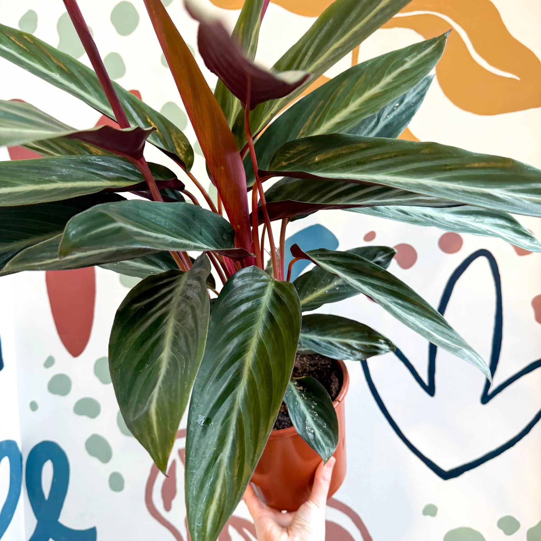 Stromanthe sanguinea - Bloody Prayer Plant Calathea - Image 2