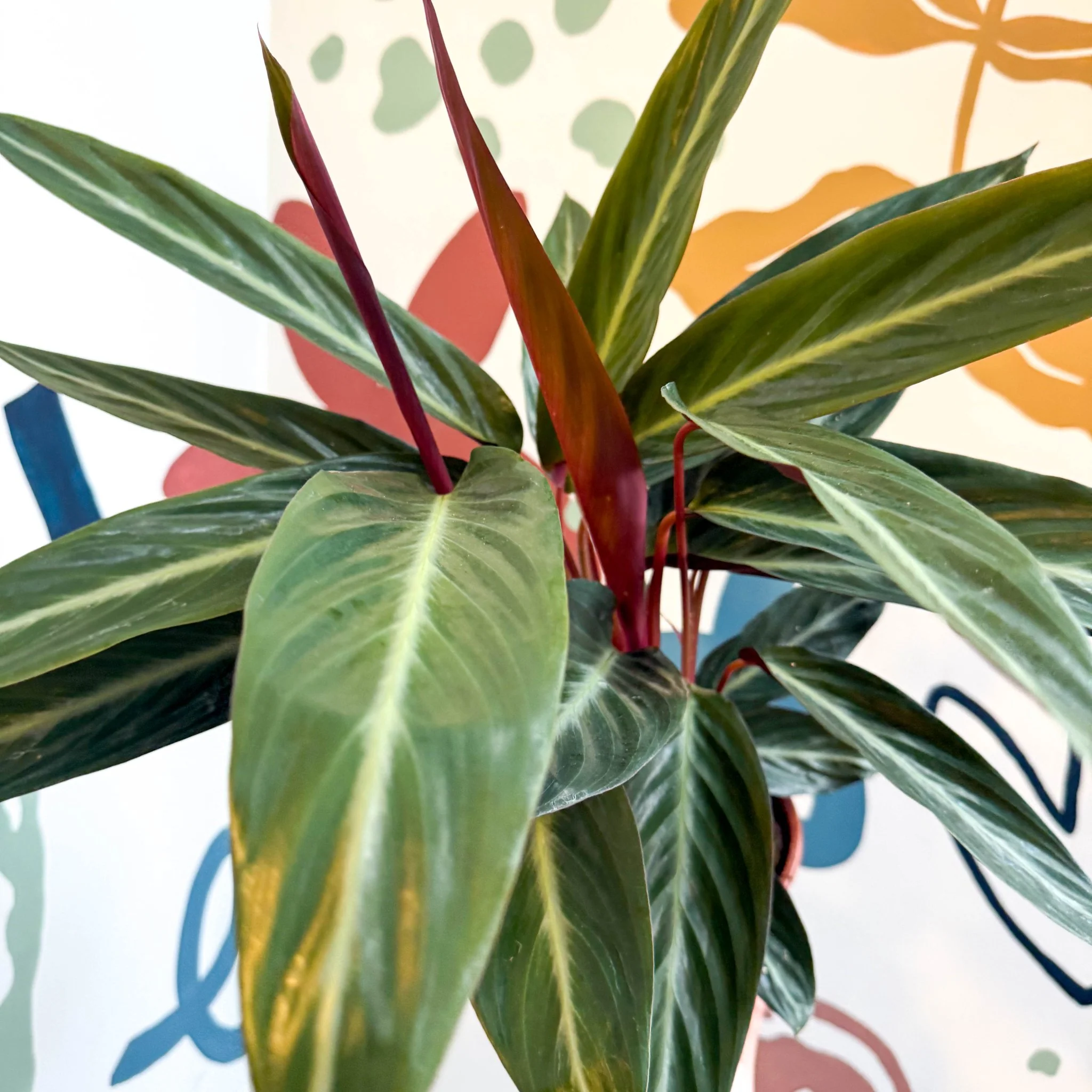 Stromanthe sanguinea - Bloody Prayer Plant Calathea - Image 3