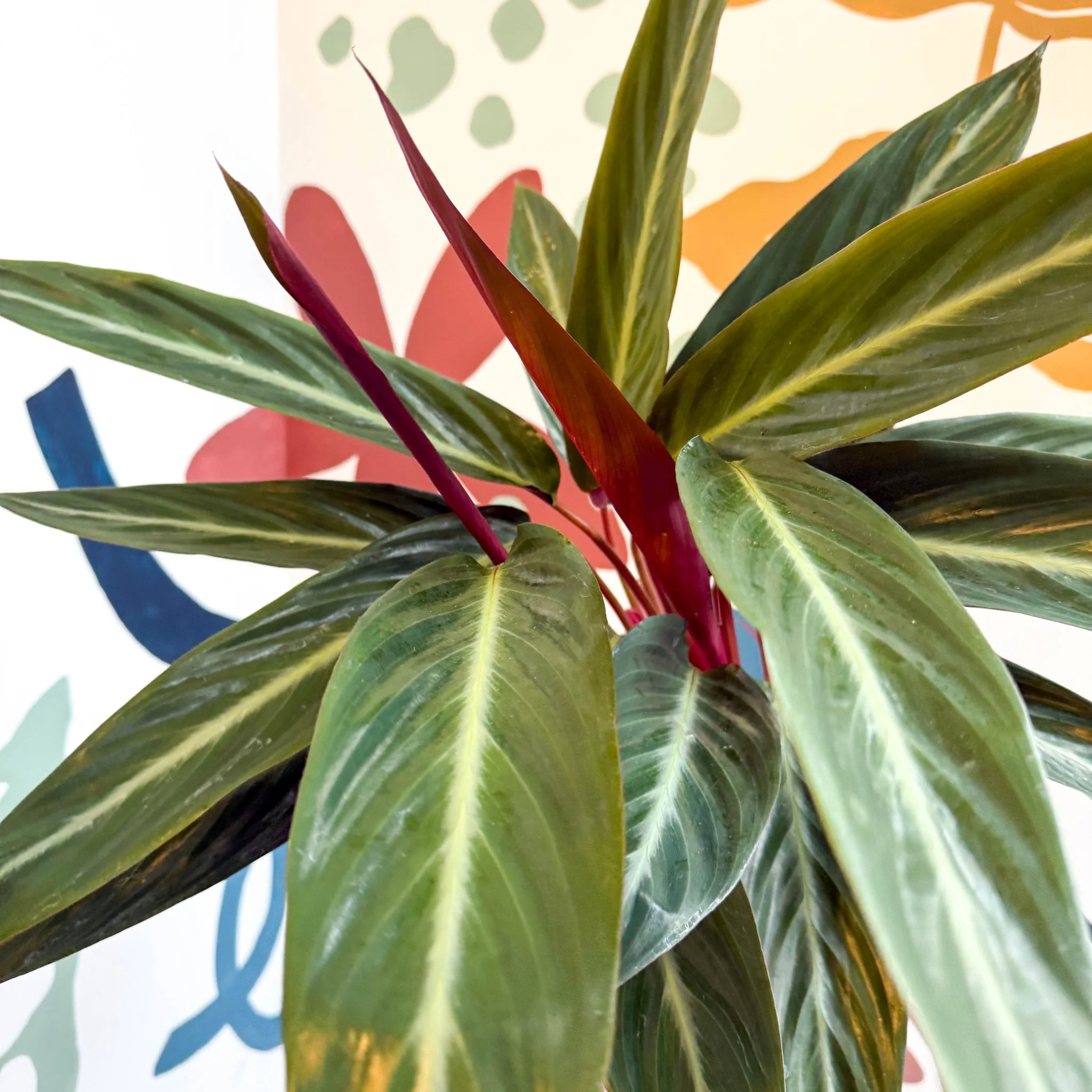 Stromanthe sanguinea - Bloody Prayer Plant Calathea - Image 4