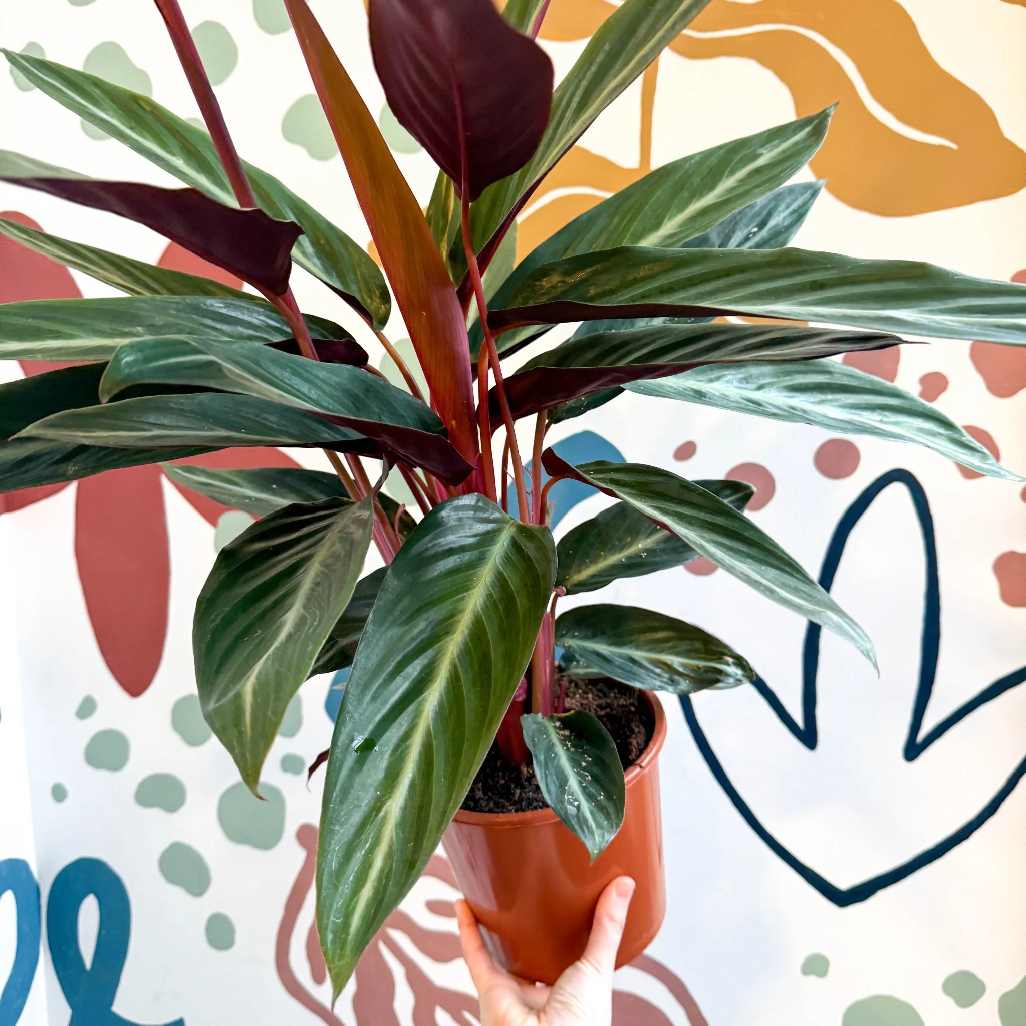 Stromanthe sanguinea - Bloody Prayer Plant Calathea - Image 7