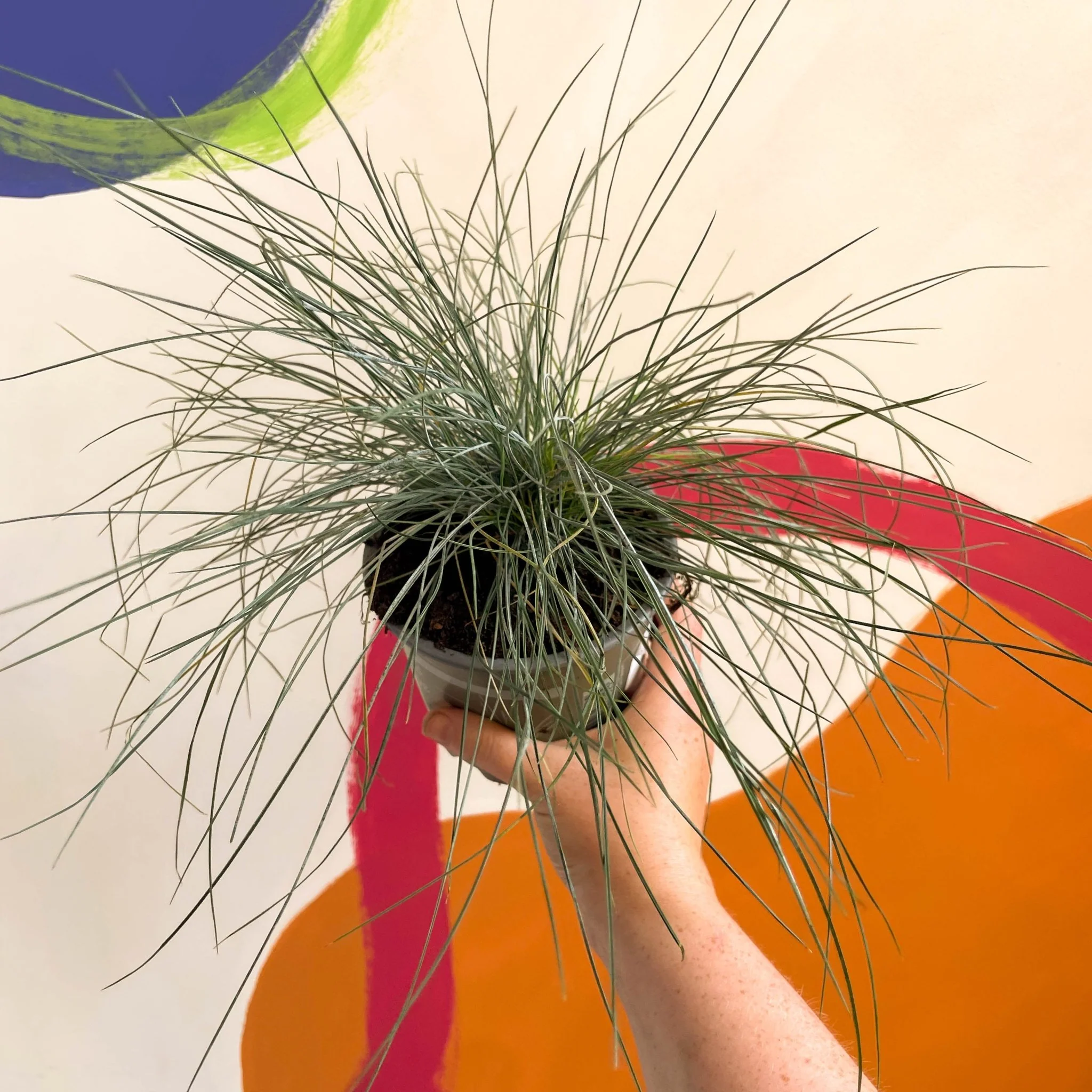 Festuca ovina 'Glauca' - Blue Fescue Grass