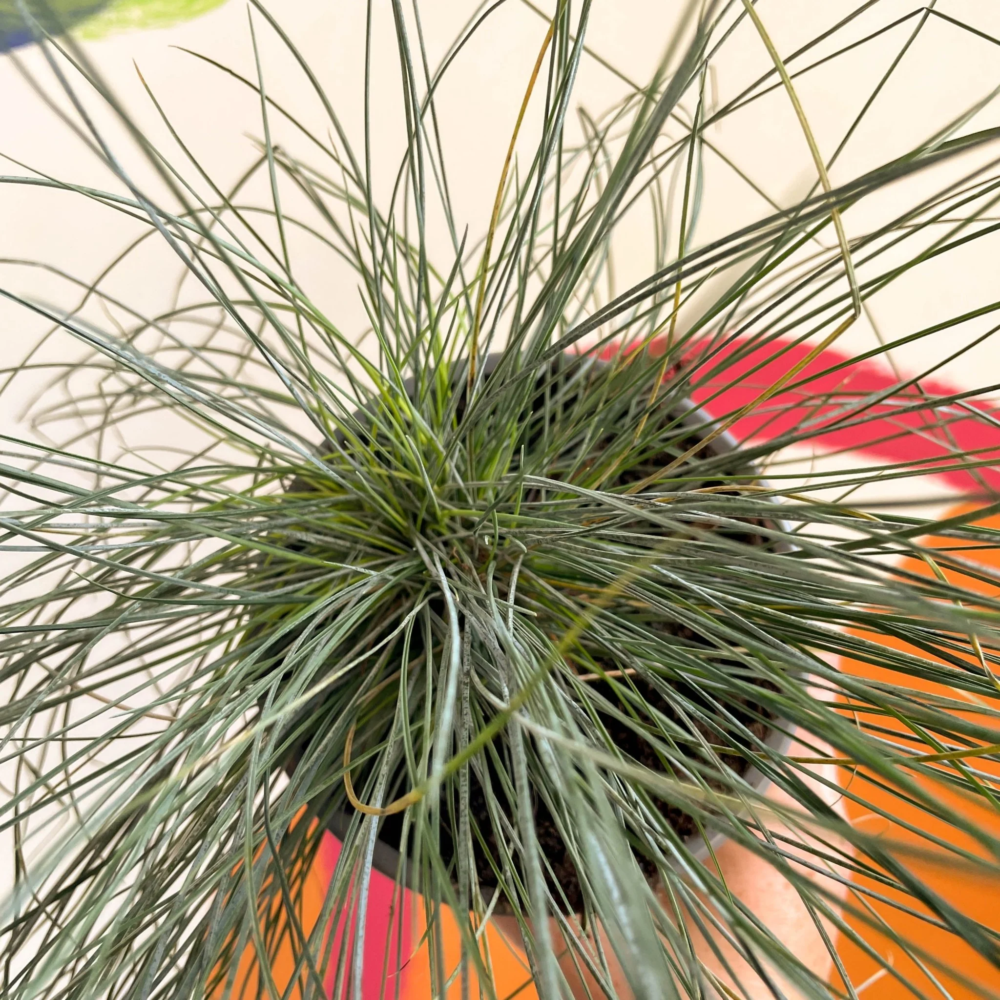 Festuca ovina 'Glauca' - Blue Fescue Grass - Image 2