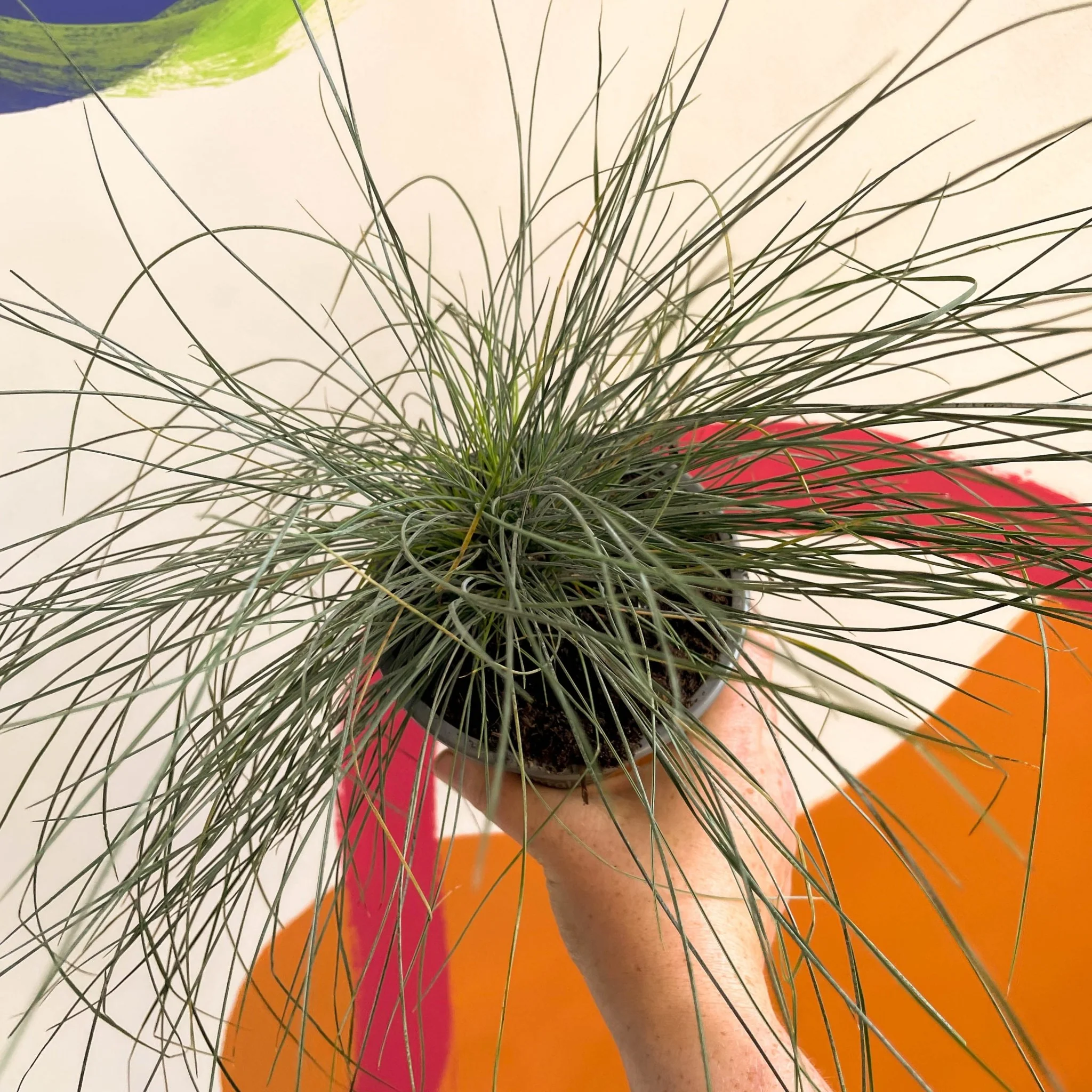 Festuca ovina 'Glauca' - Blue Fescue Grass - Image 3