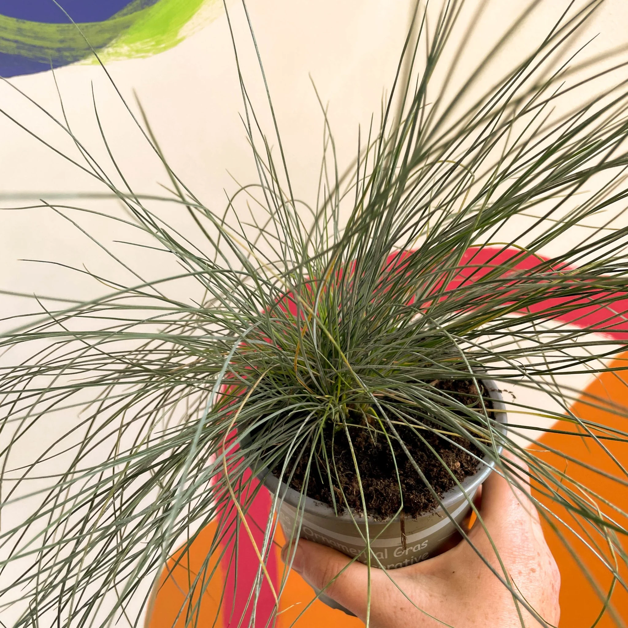 Festuca ovina 'Glauca' - Blue Fescue Grass - Image 4