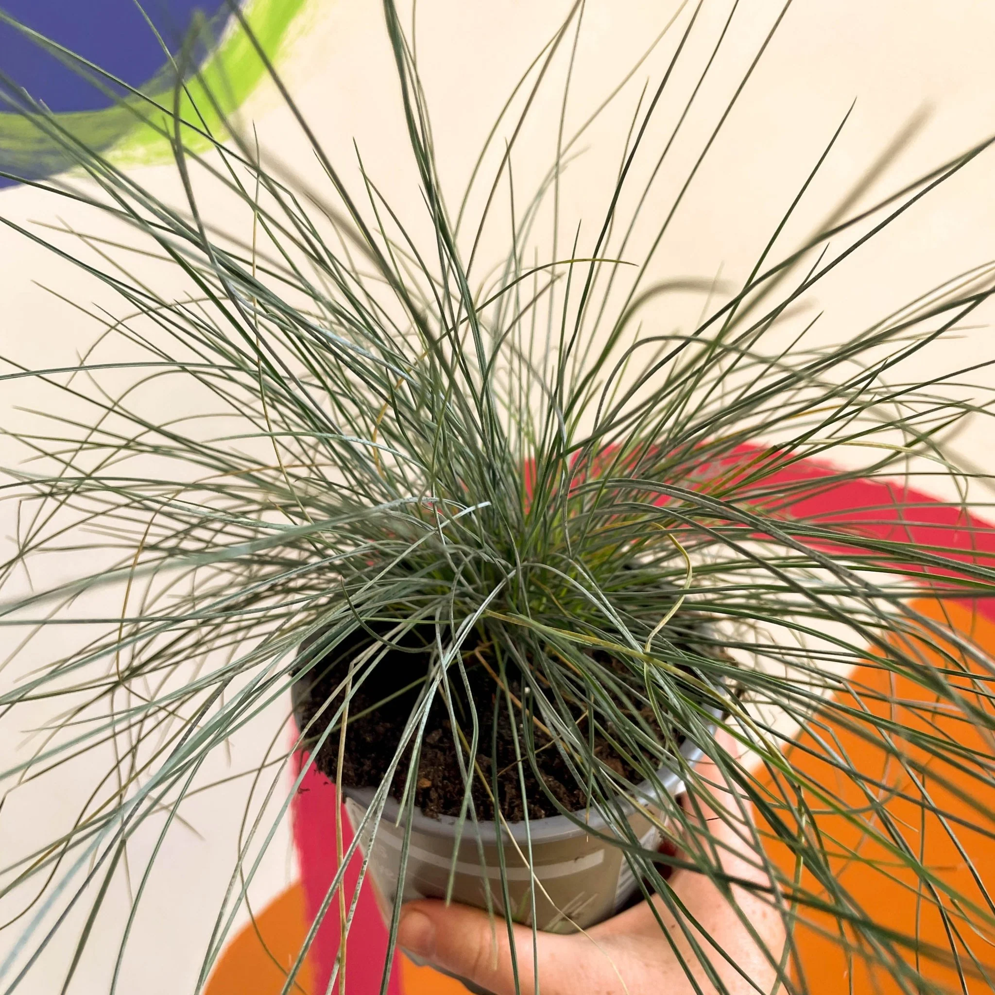 Festuca ovina 'Glauca' - Blue Fescue Grass - Image 5