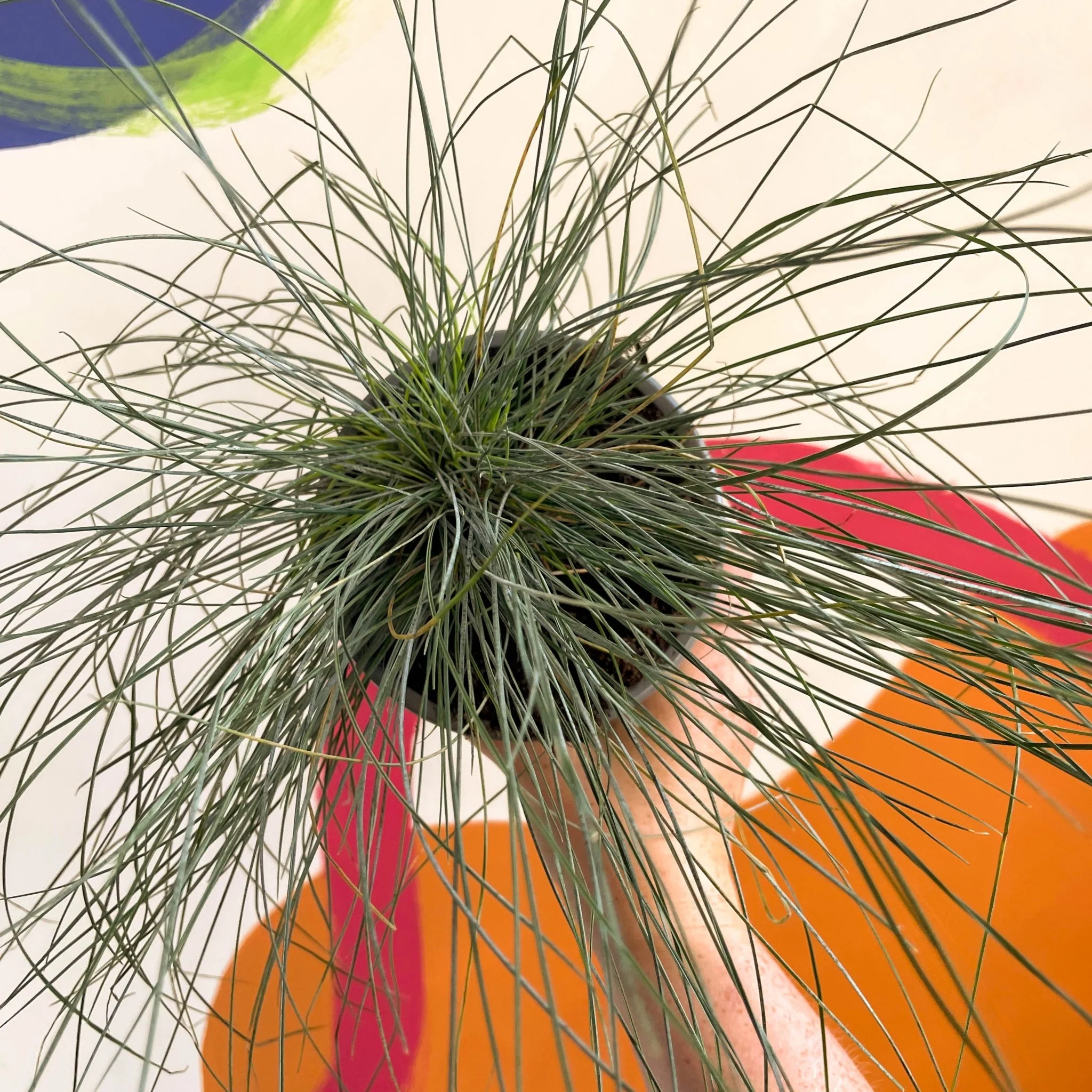 Festuca ovina 'Glauca' - Blue Fescue Grass - Image 6