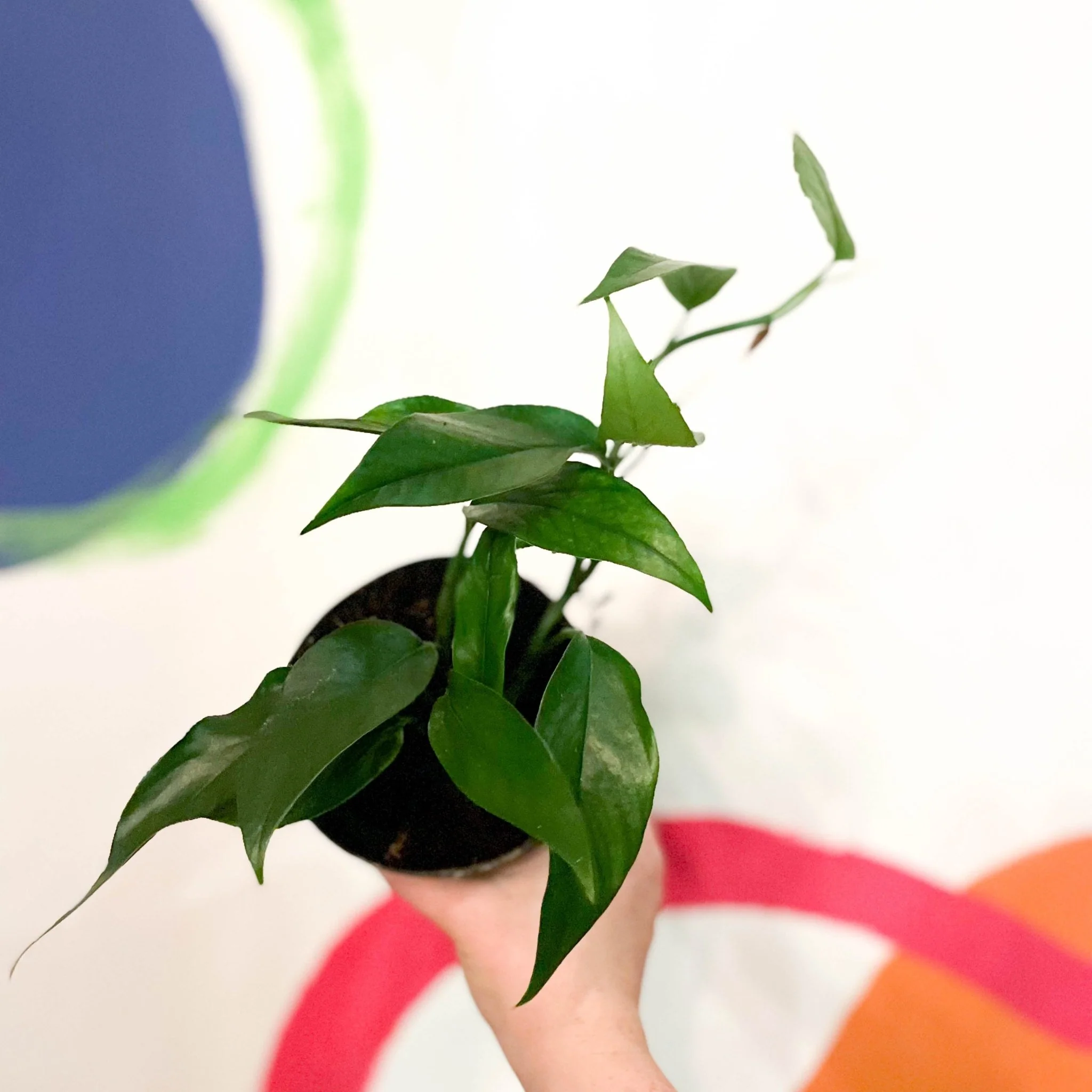 Epipremnum pinnatum - Blue Form Pothos