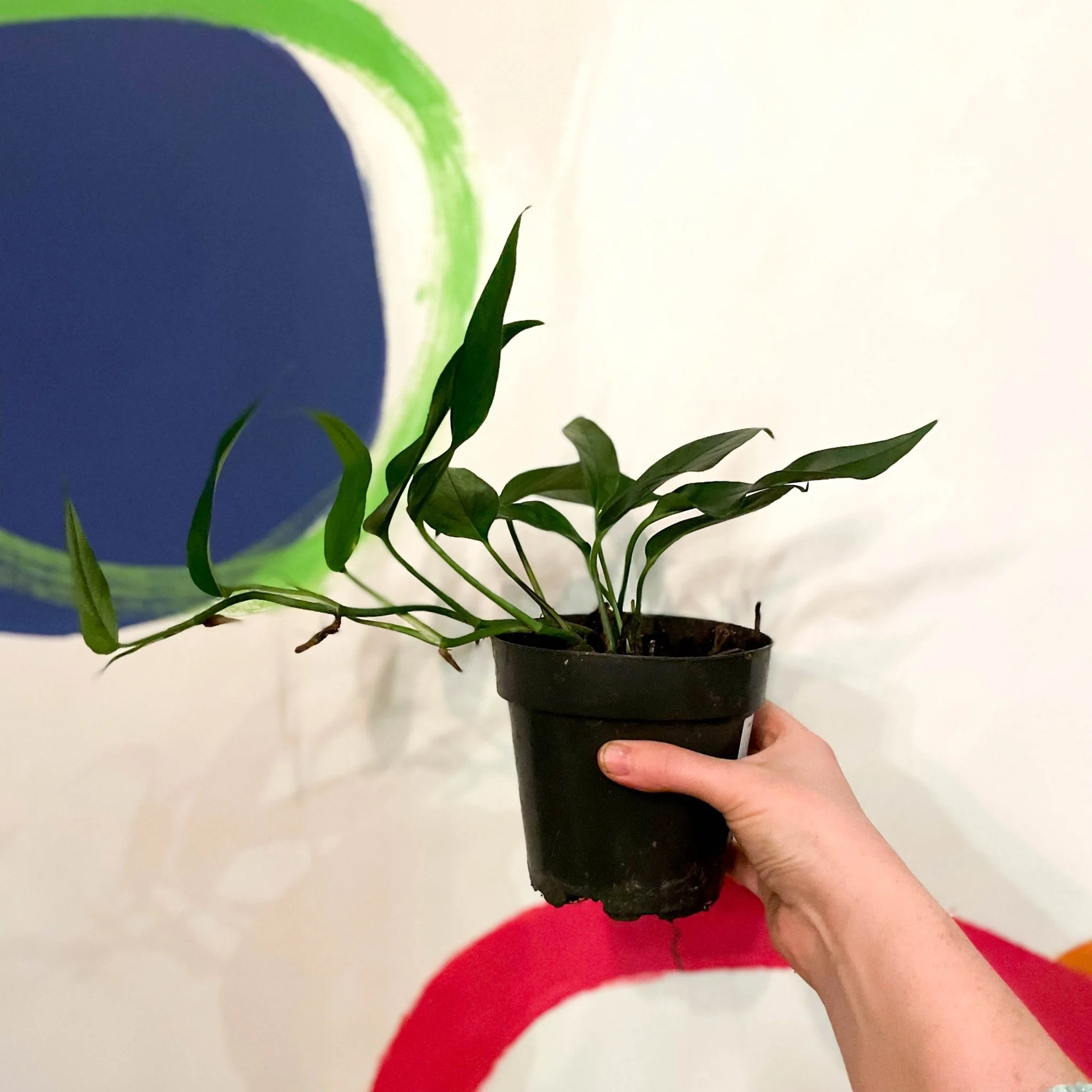 Epipremnum pinnatum - Blue Form Pothos - Image 6