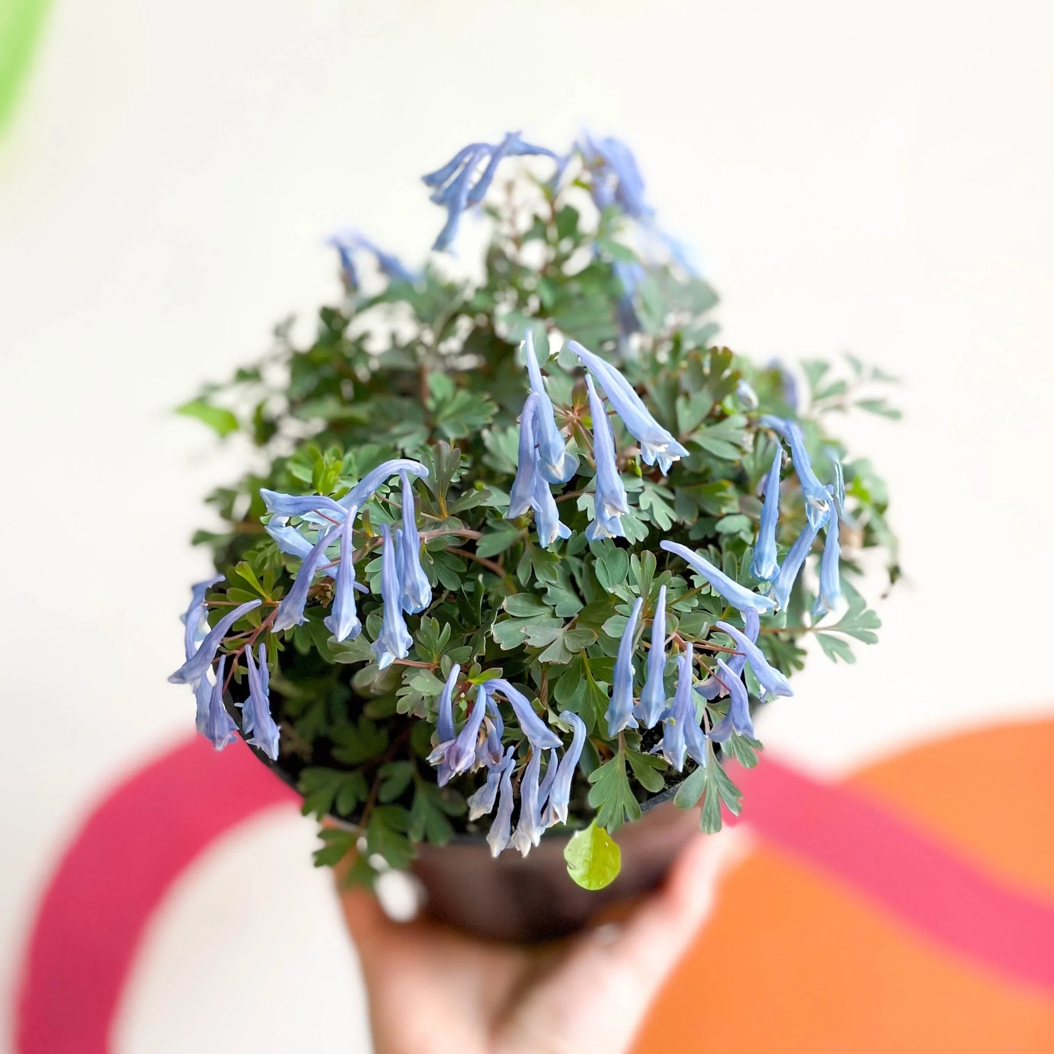 Blue Fumewort - Corydalis flexuosa 'Blue Heron' - British Grown Perennial