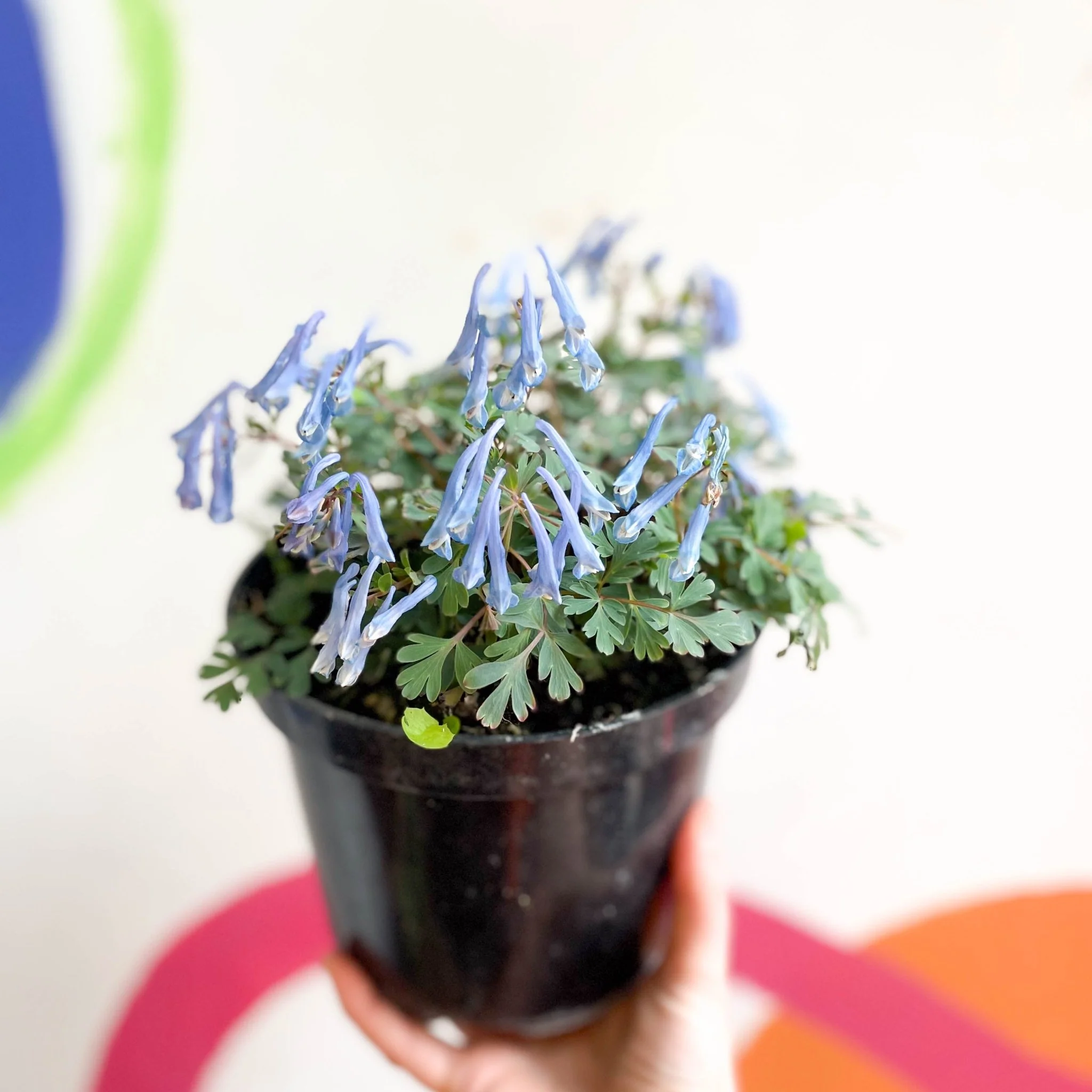 Blue Fumewort - Corydalis flexuosa 'Blue Heron' - British Grown Perennial - Image 2
