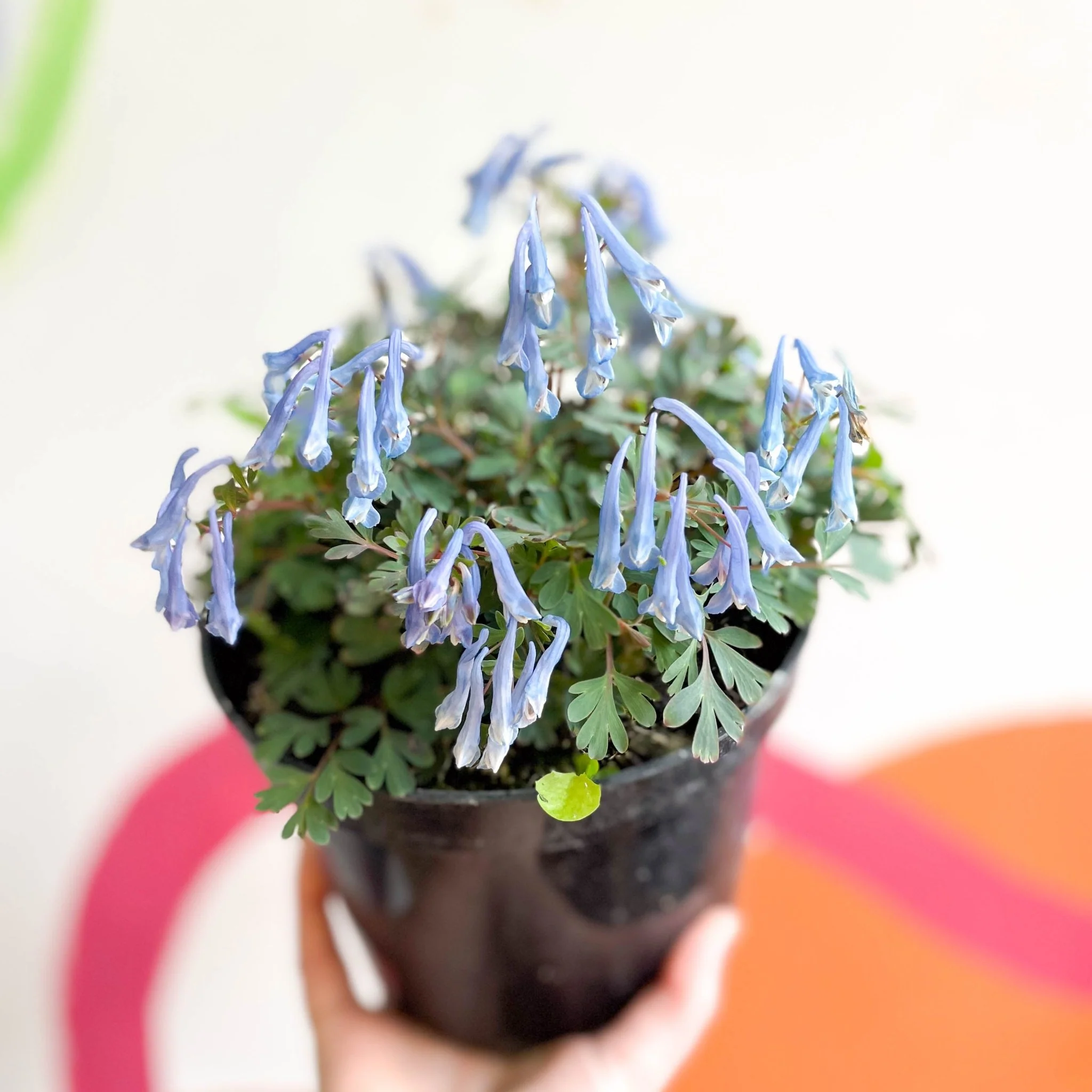 Blue Fumewort - Corydalis flexuosa 'Blue Heron' - British Grown Perennial - Image 3