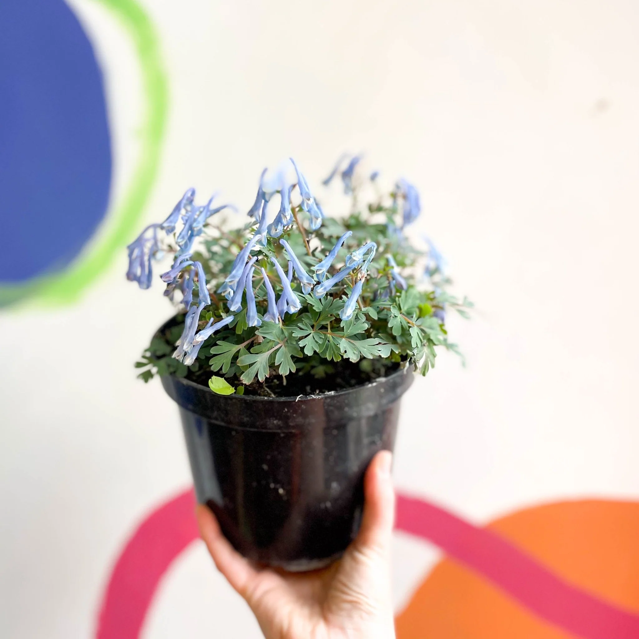 Blue Fumewort - Corydalis flexuosa 'Blue Heron' - British Grown Perennial - Image 4