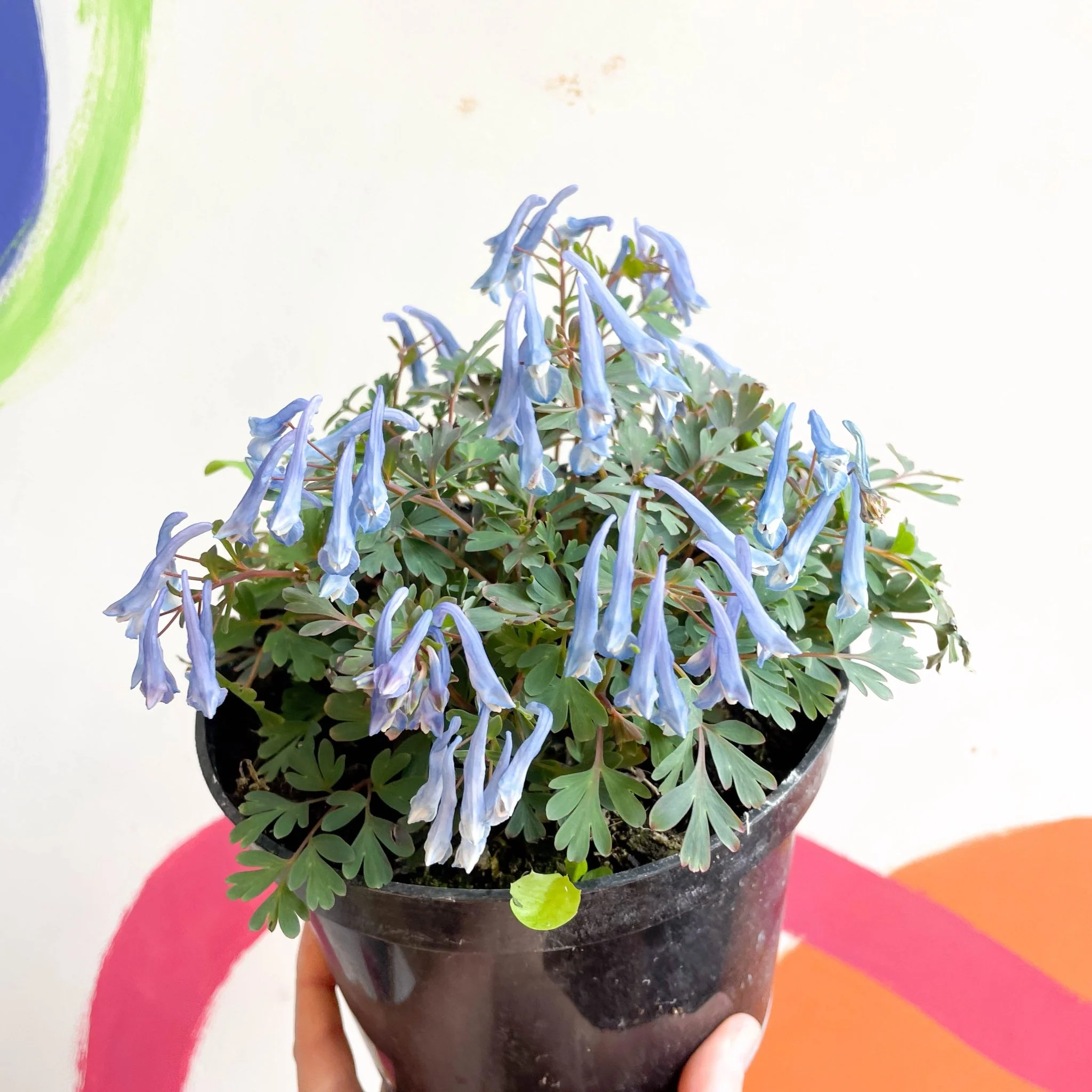 Blue Fumewort - Corydalis flexuosa 'Blue Heron' - British Grown Perennial - Image 5
