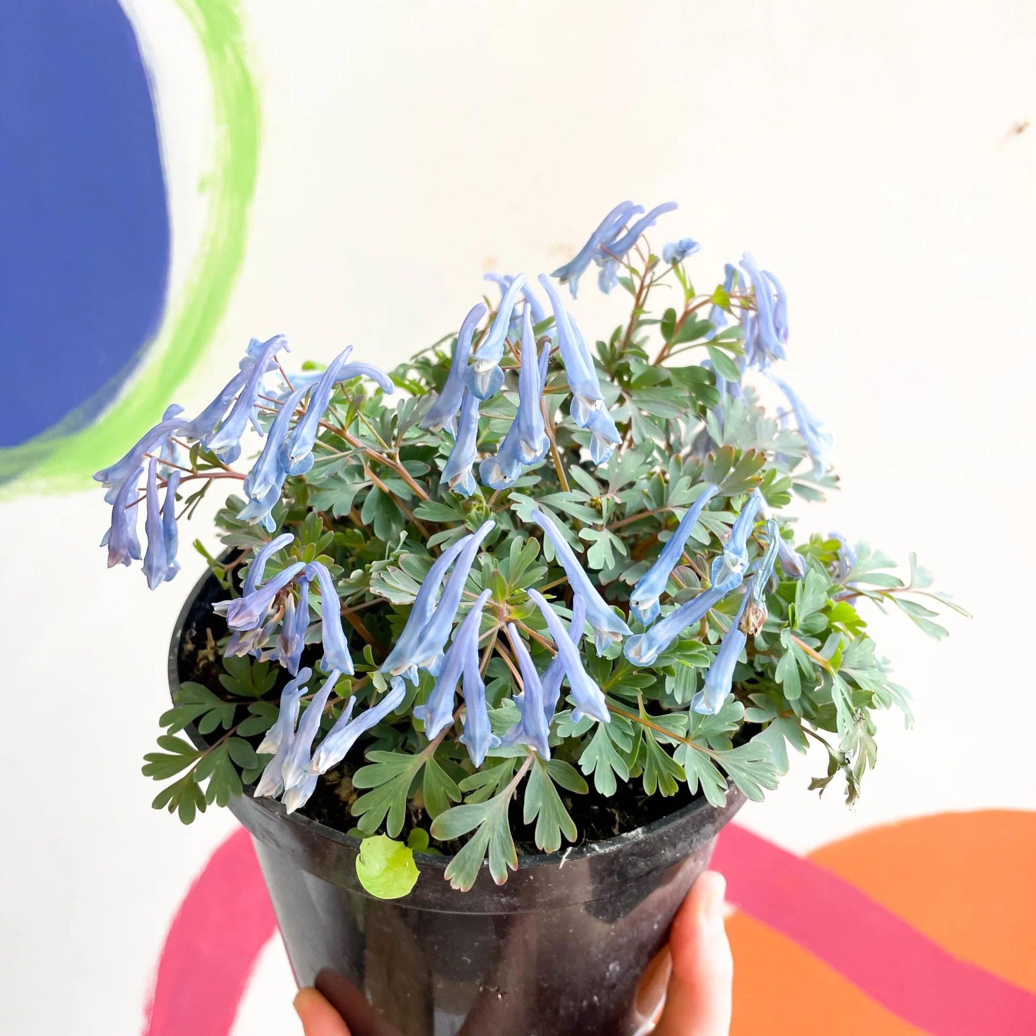 Blue Fumewort - Corydalis flexuosa 'Blue Heron' - British Grown Perennial - Image 6
