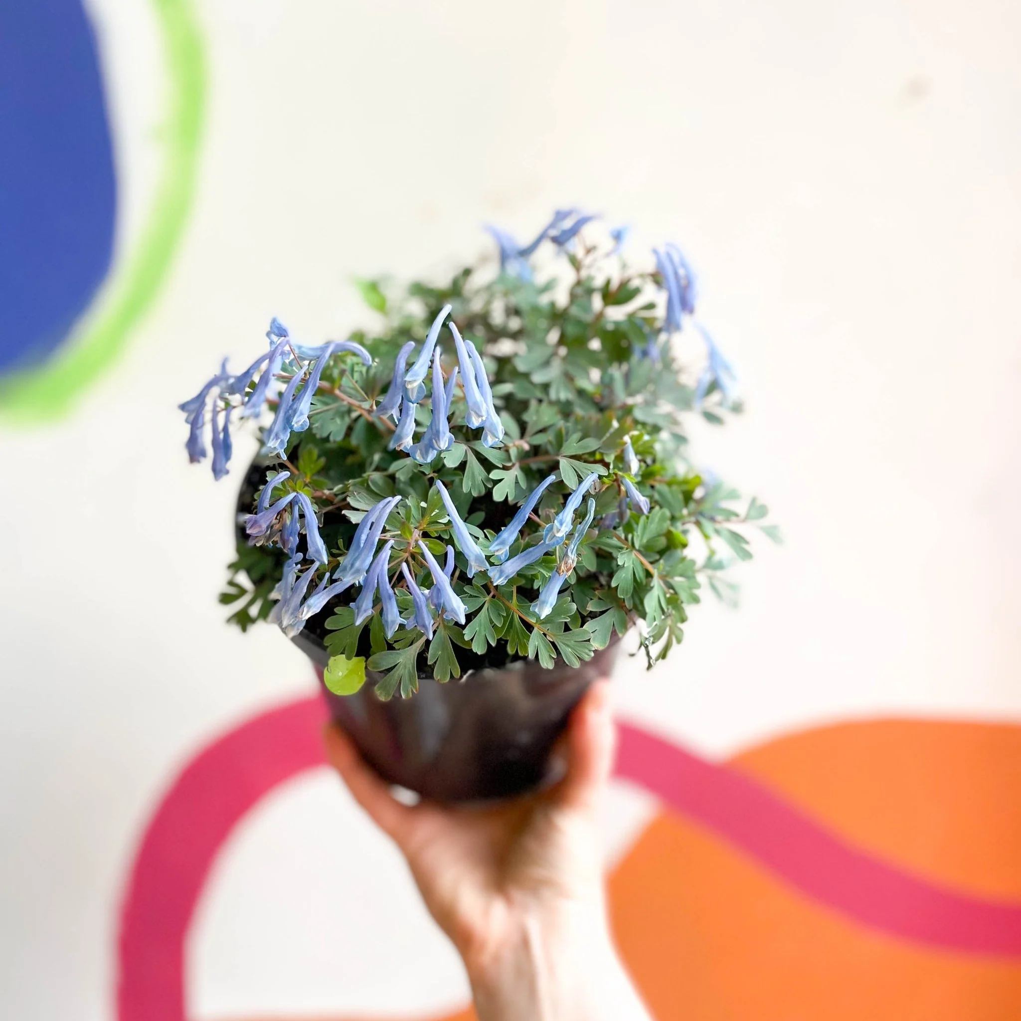 Blue Fumewort - Corydalis flexuosa 'Blue Heron' - British Grown Perennial - Image 7
