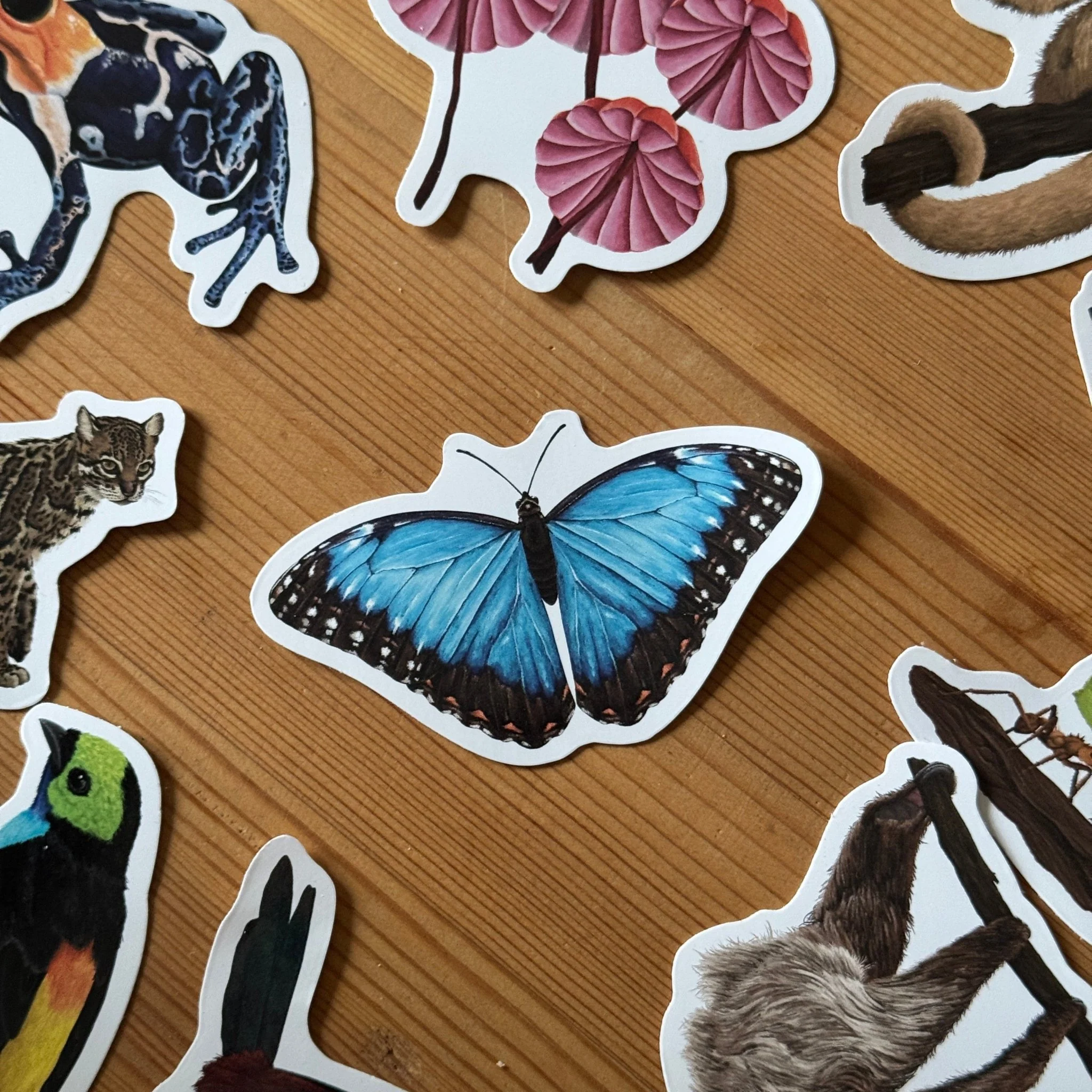 Blue Morpho Butterfly Wildlife Vinyl Sticker [Beneath the Canopy RHS Collab] - Image 3