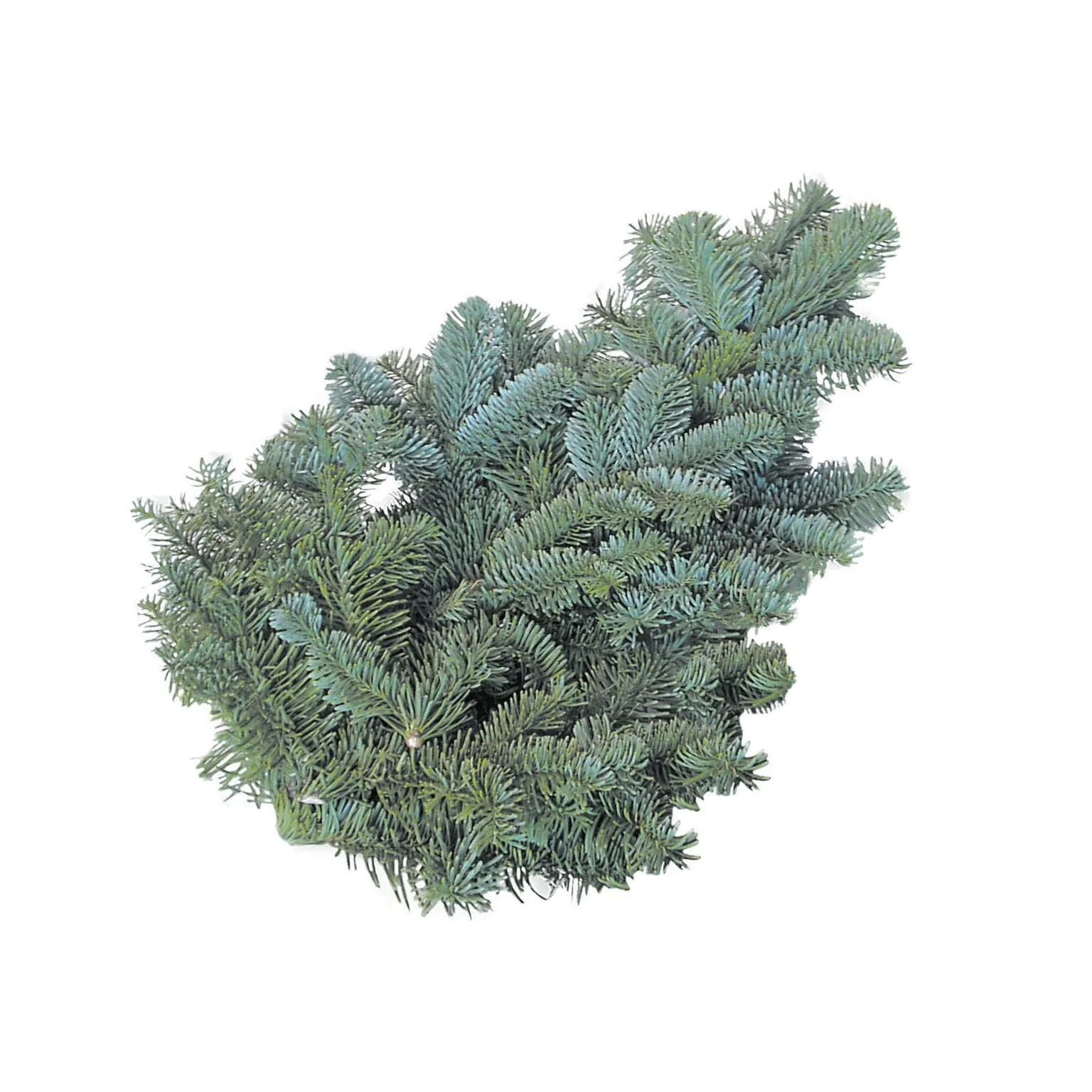 Blue Pine Branches (Pinus wallichiana) – Fresh Foliage for Christmas Wreaths, Floristry & Festive Crafting