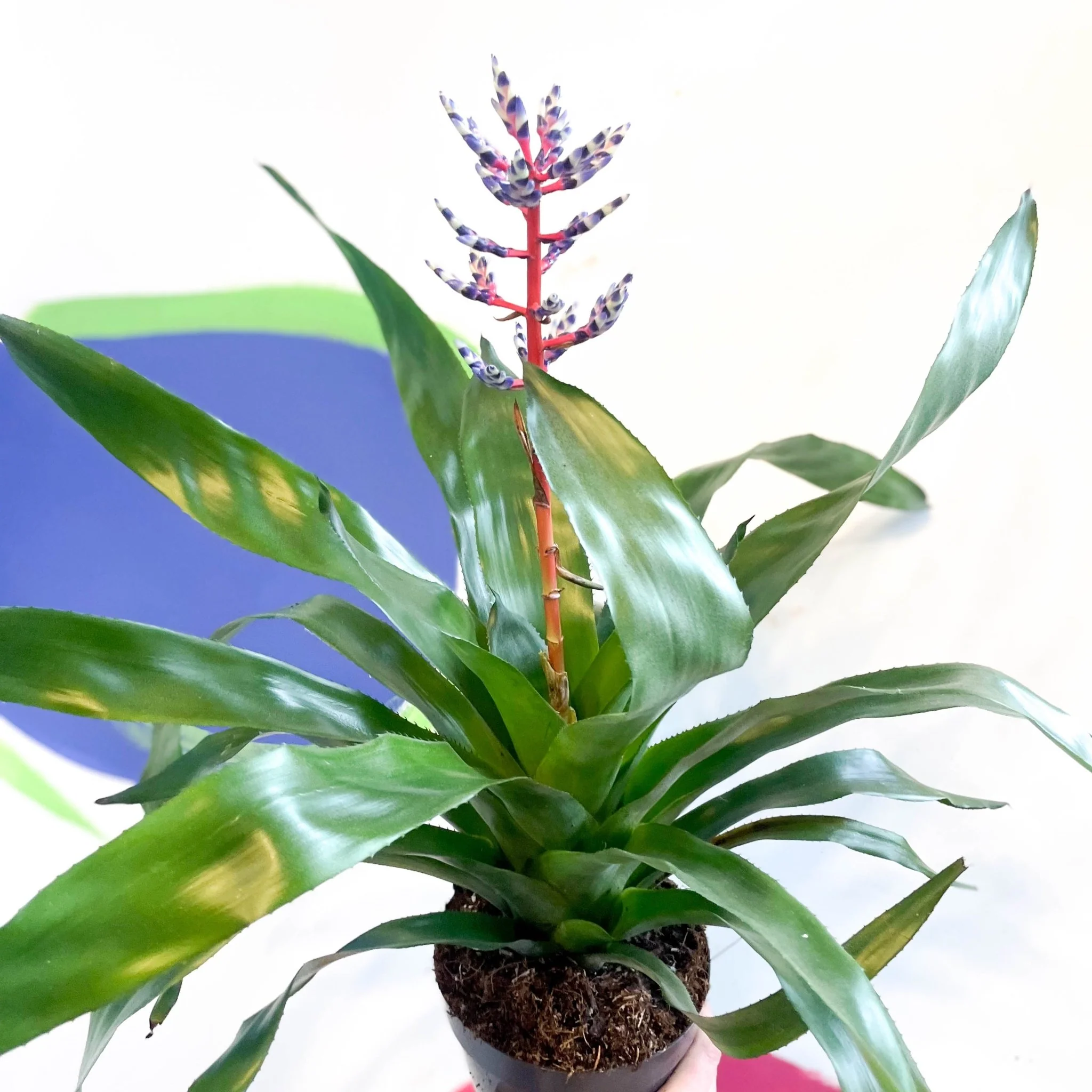 Aechmea 'Blue Rain' - Blue Rain Bromeliad
