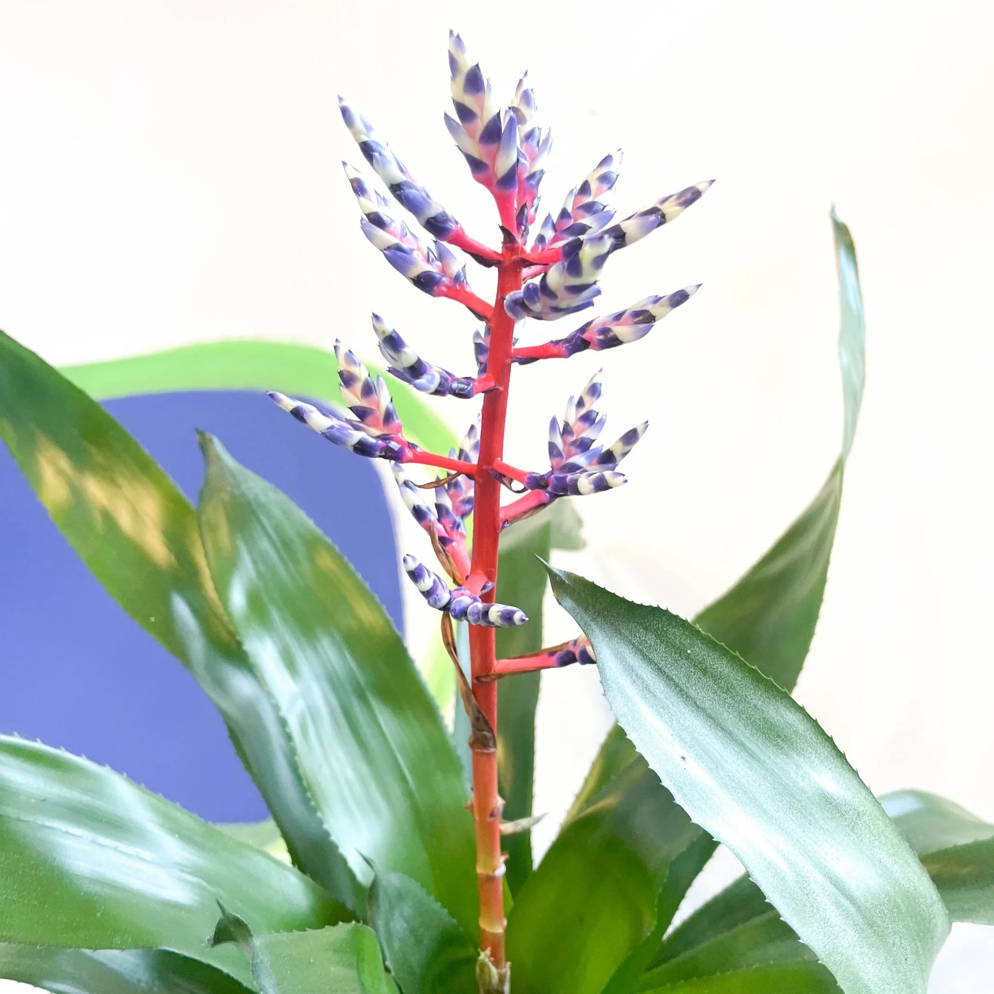 Aechmea 'Blue Rain' - Blue Rain Bromeliad - Image 2