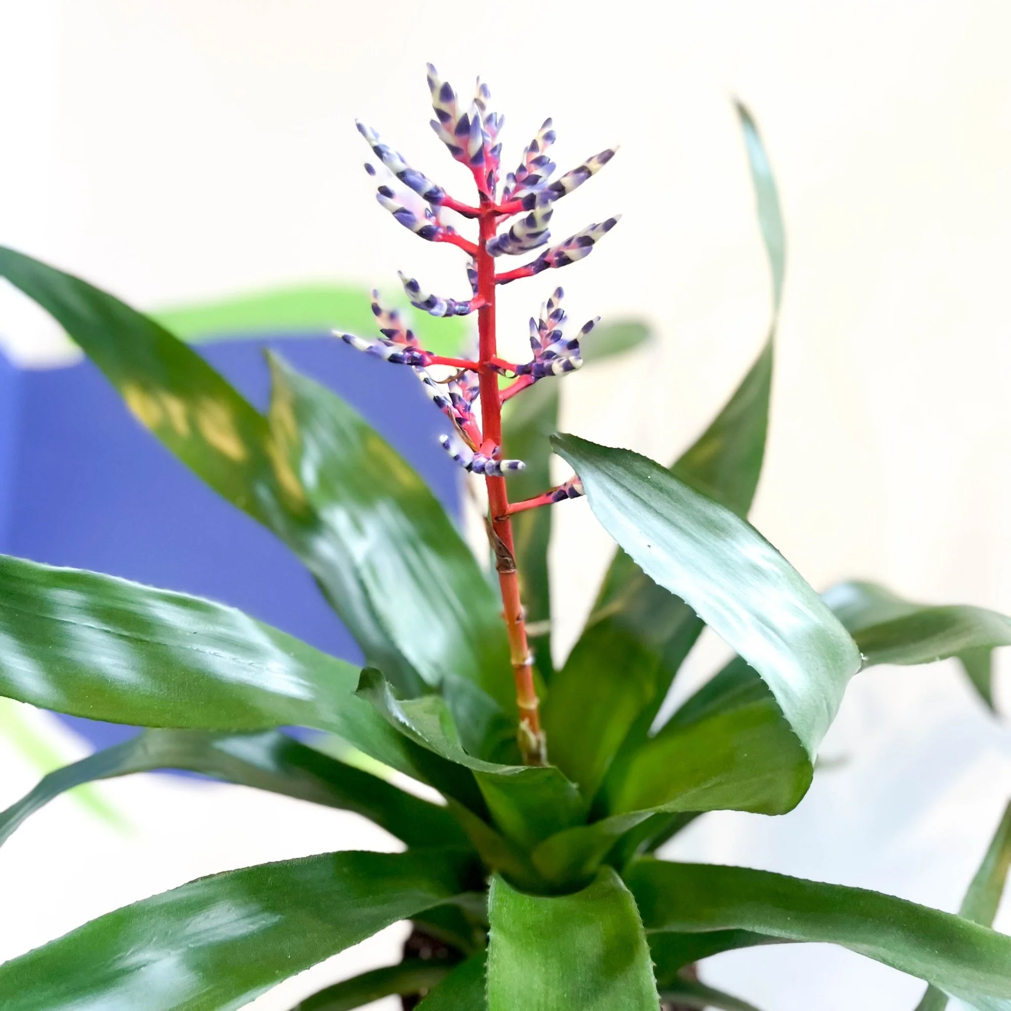 Aechmea 'Blue Rain' - Blue Rain Bromeliad - Image 3