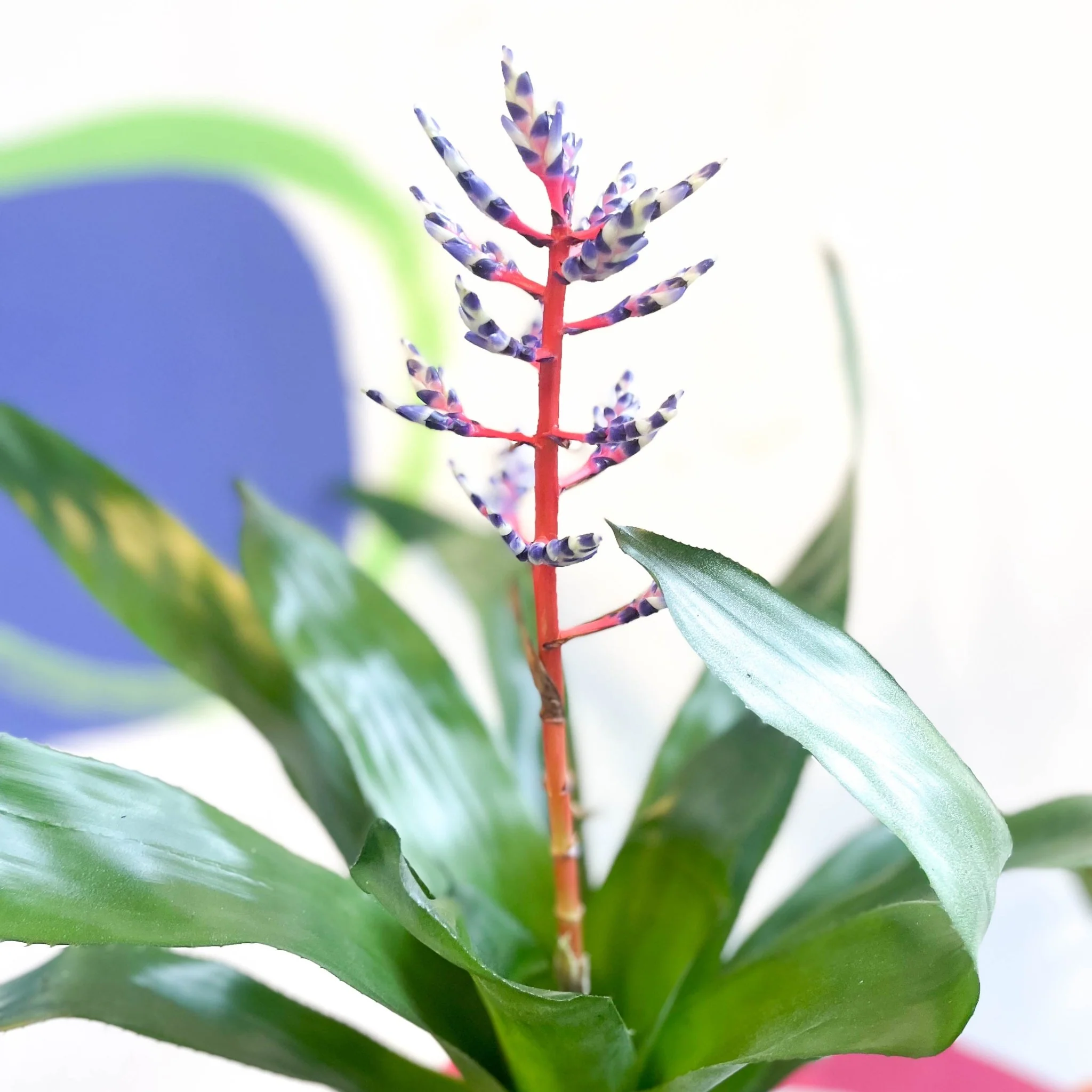 Aechmea 'Blue Rain' - Blue Rain Bromeliad - Image 4