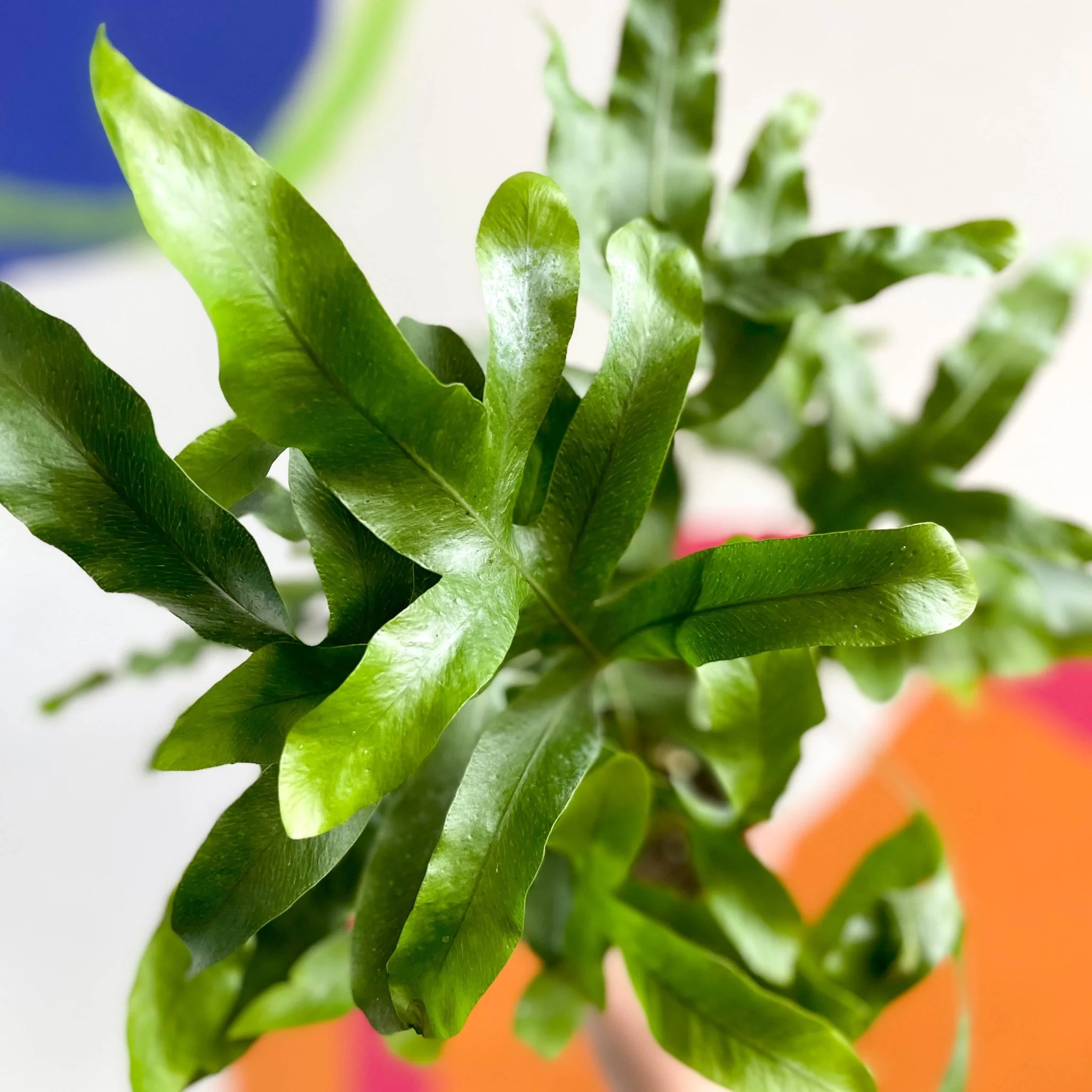 Blue Star Fern - Phlebodium aureum - British Grown - Image 2