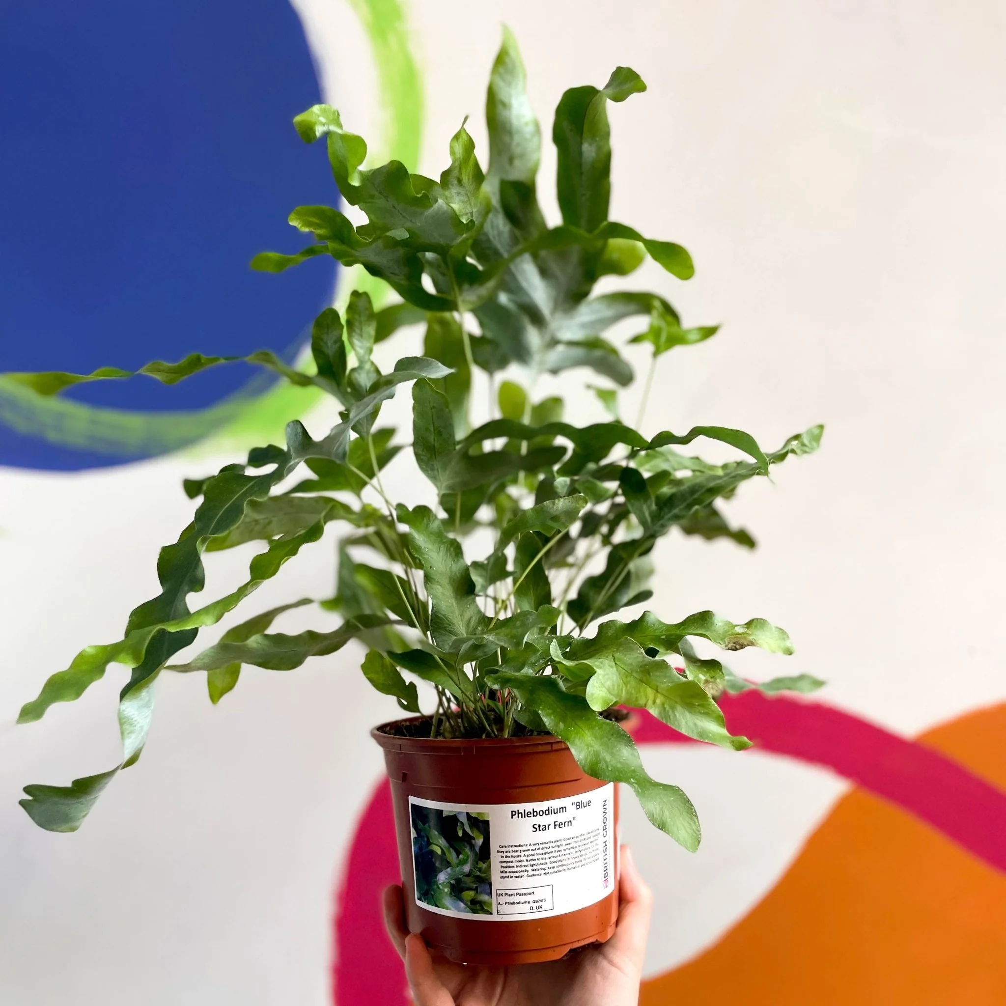 Blue Star Fern - Phlebodium aureum - British Grown - Image 3