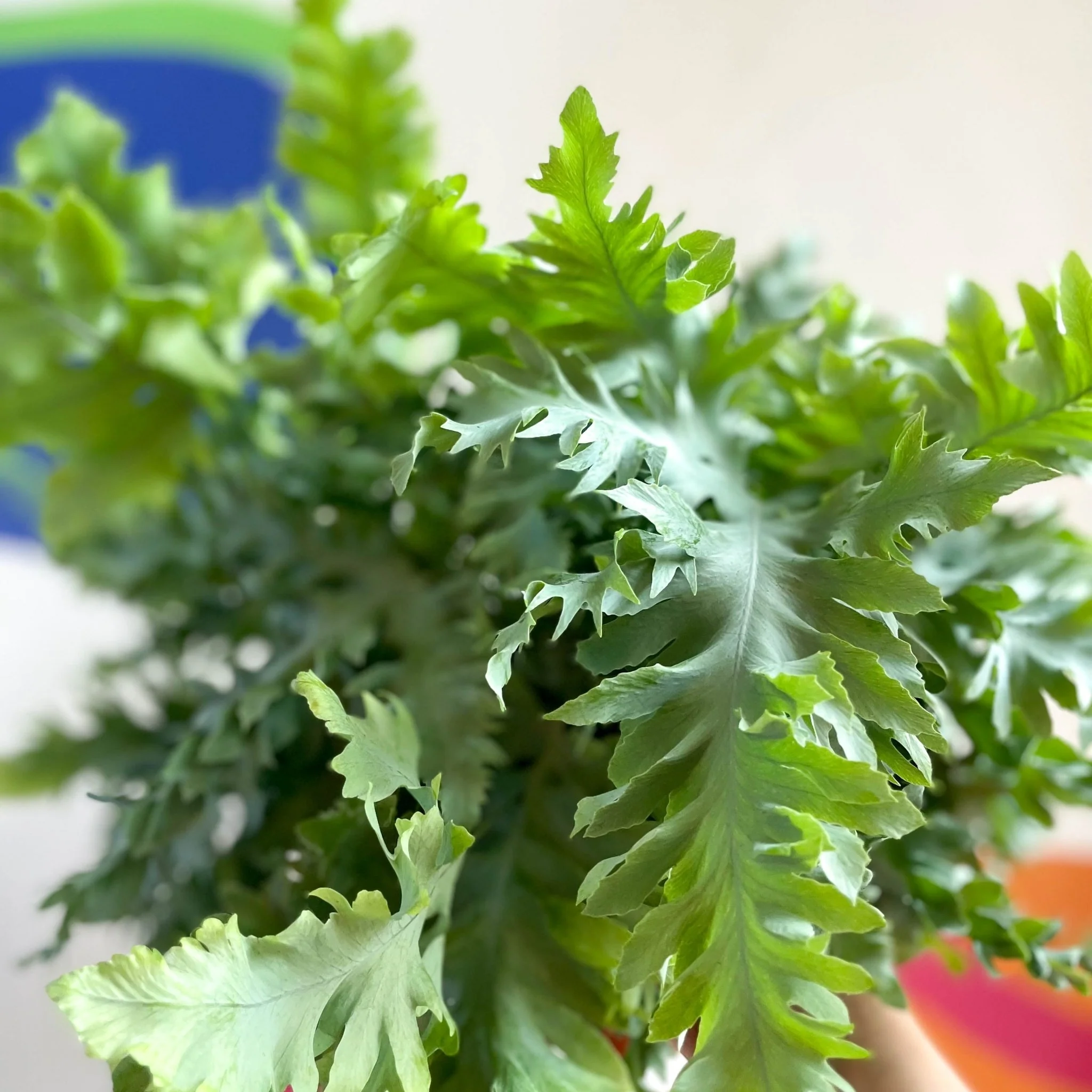 Phlebodium aureum 'Davana' - Blue Star Fern - Image 2