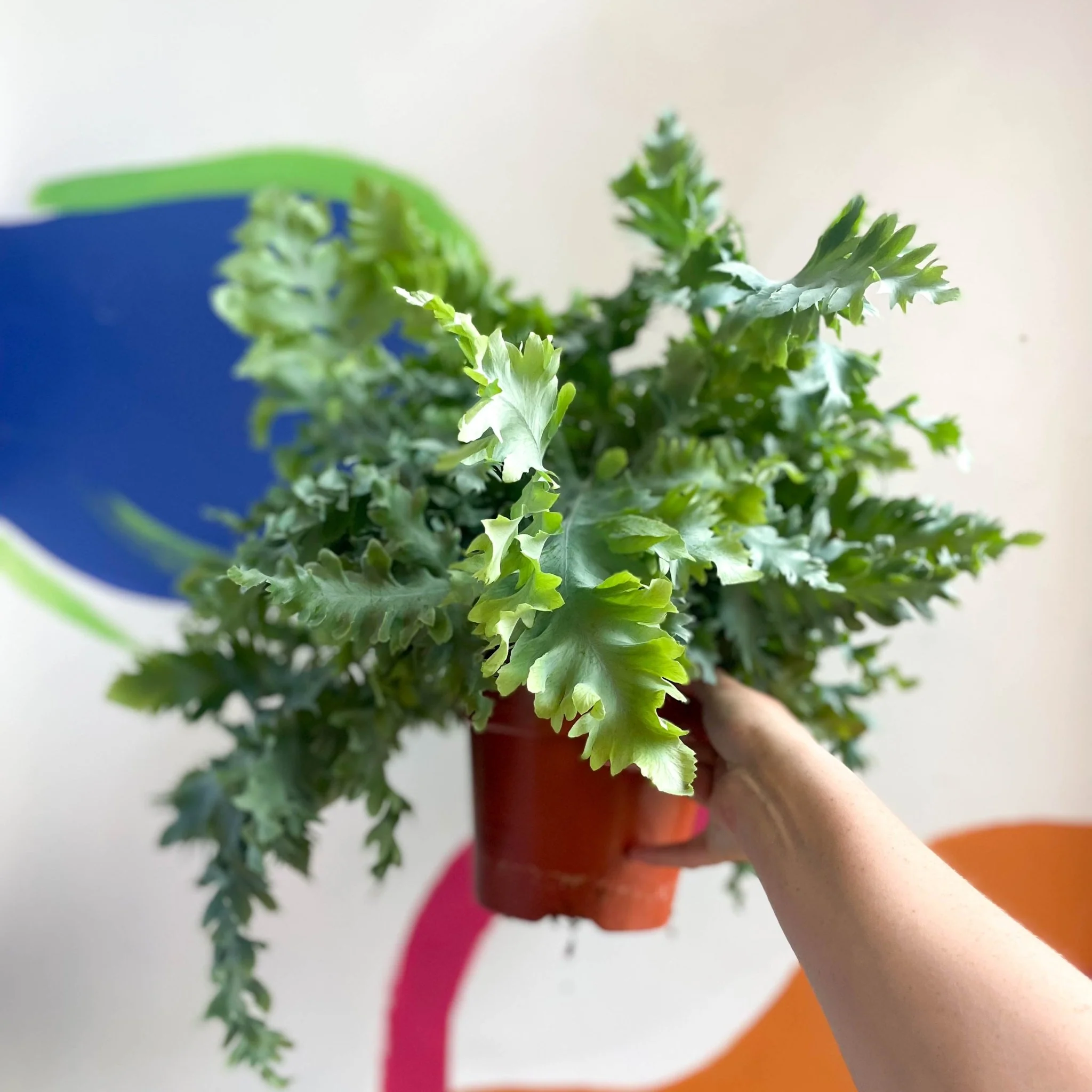 Phlebodium aureum 'Davana' - Blue Star Fern - Image 3