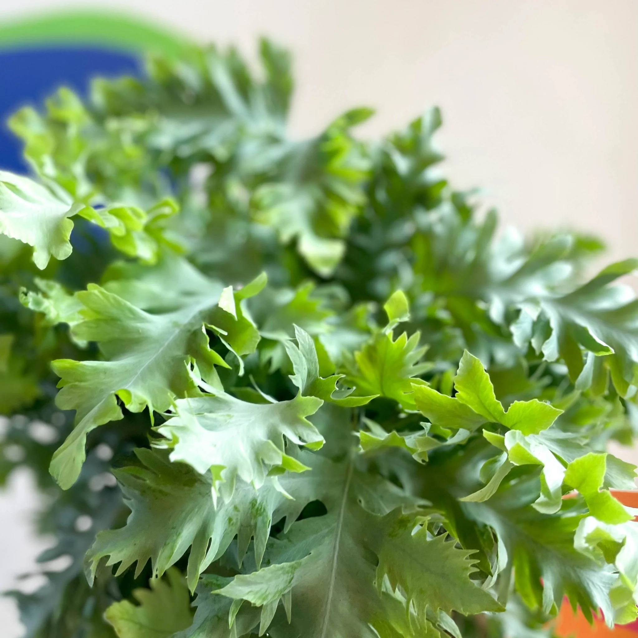 Phlebodium aureum 'Davana' - Blue Star Fern - Image 4