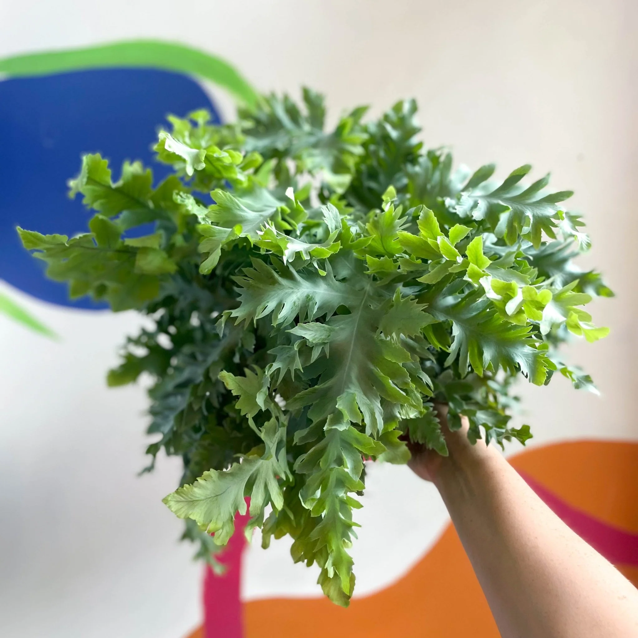 Phlebodium aureum 'Davana' - Blue Star Fern - Image 5