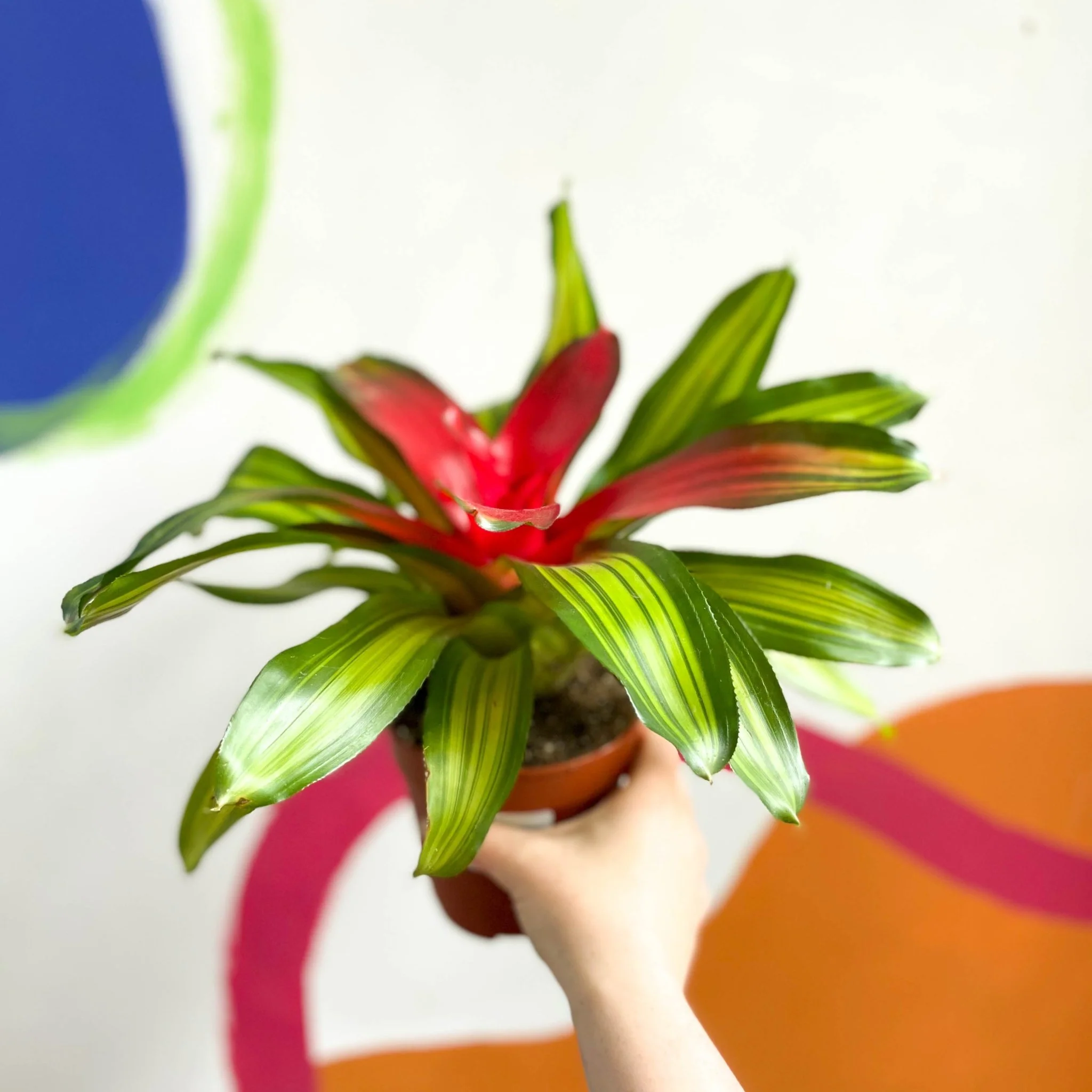 Blushing Bromeliad - Neoregelia carolinae 'Freddie'