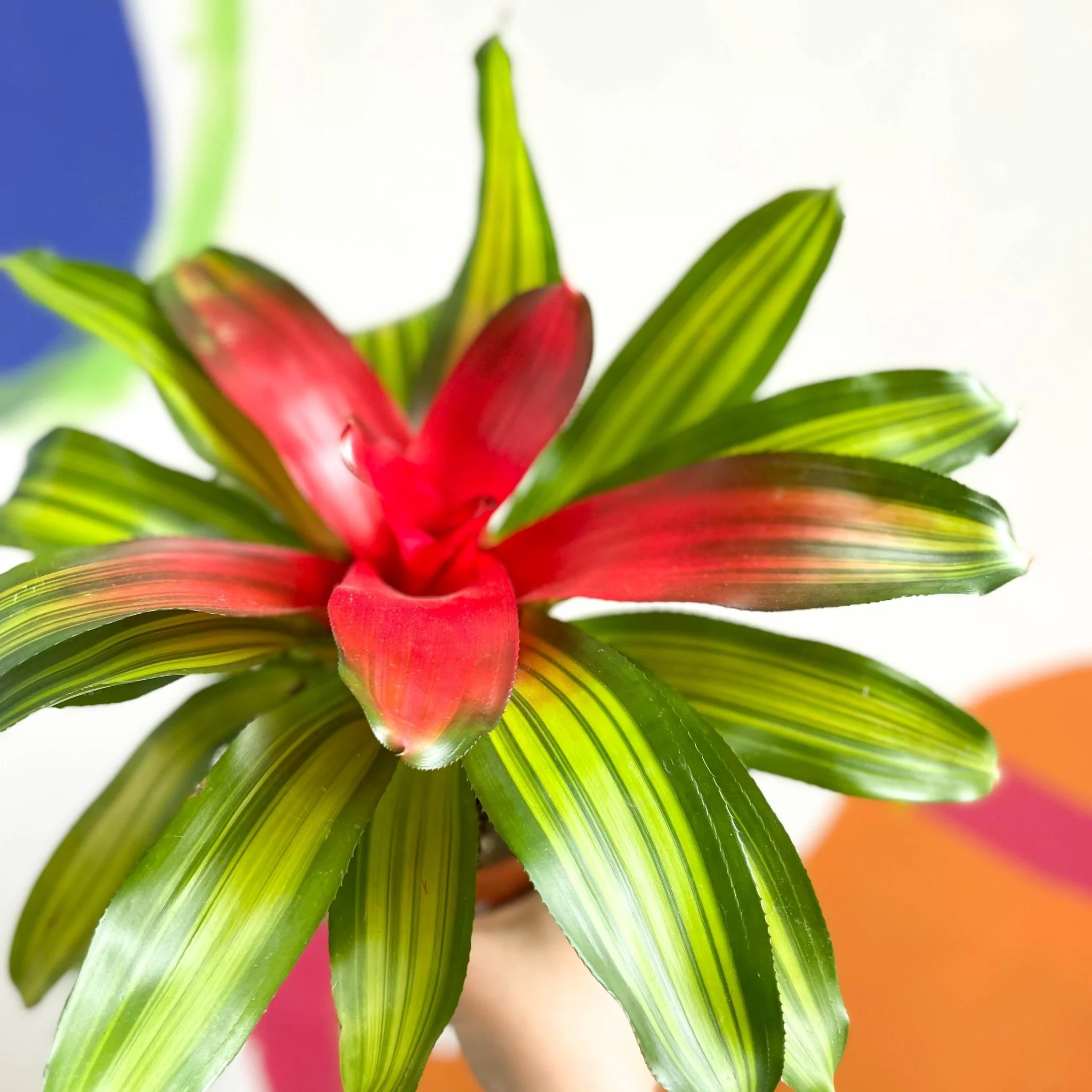 Blushing Bromeliad - Neoregelia carolinae 'Freddie' - Image 2