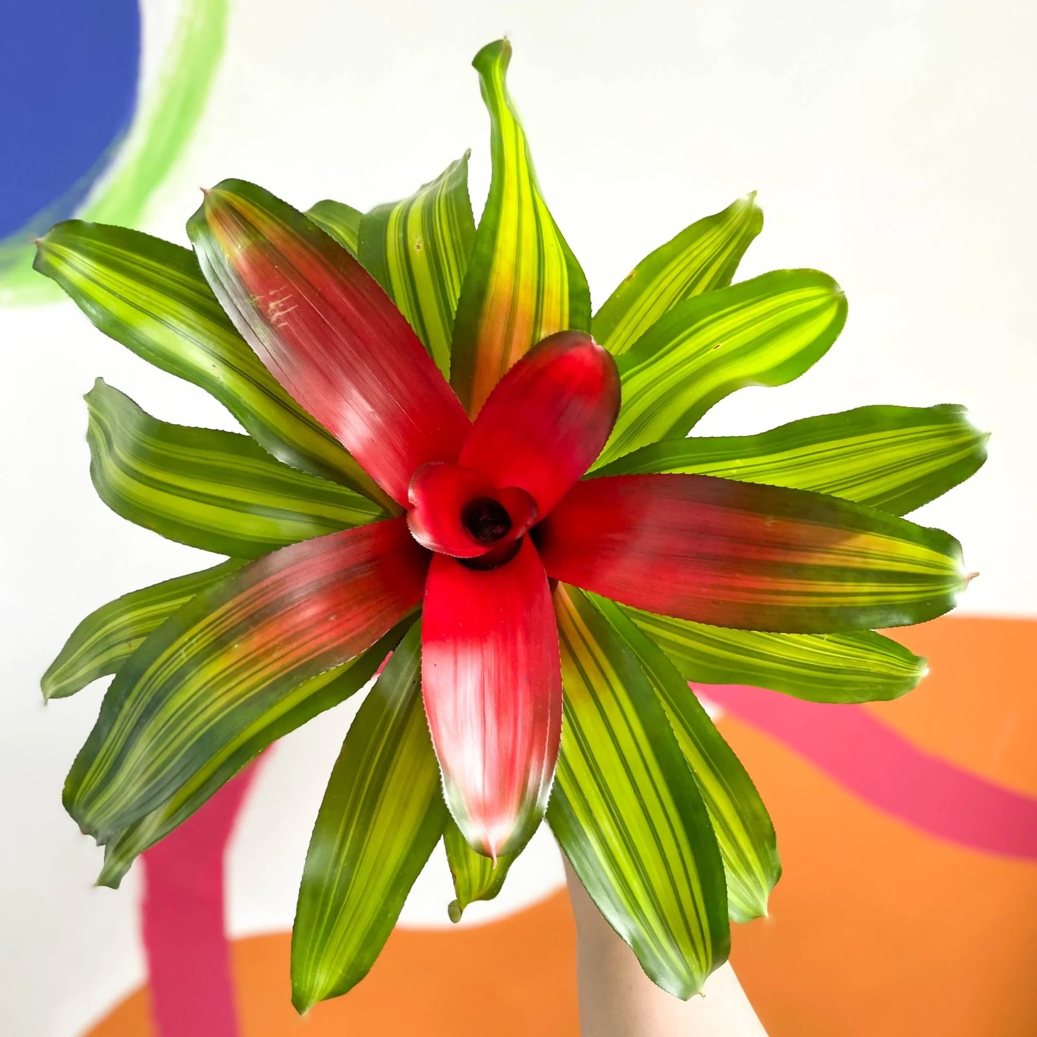 Blushing Bromeliad - Neoregelia carolinae 'Freddie' - Image 3