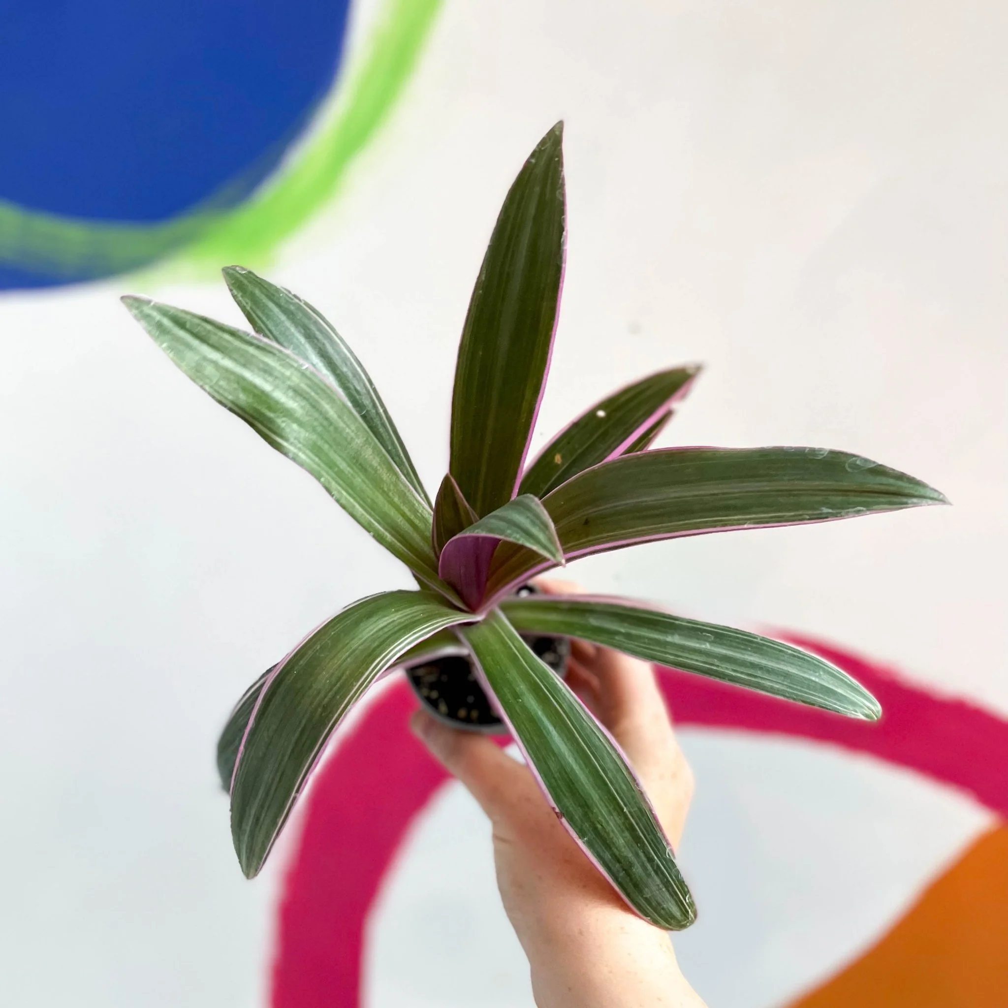 Spider Lily - Tradescantia spathacea 'Discolor' - Image 6