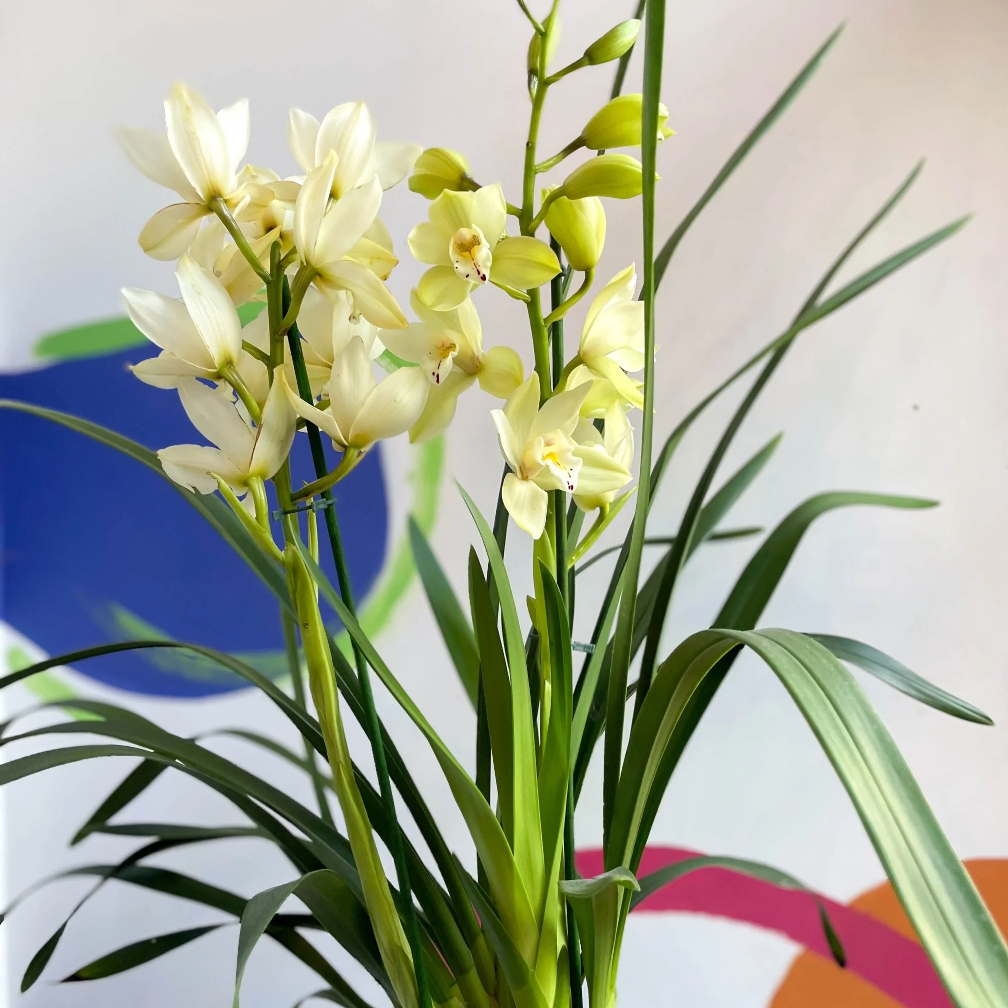 Boat Orchid - Cymbidium earliesue 'Paddy'
