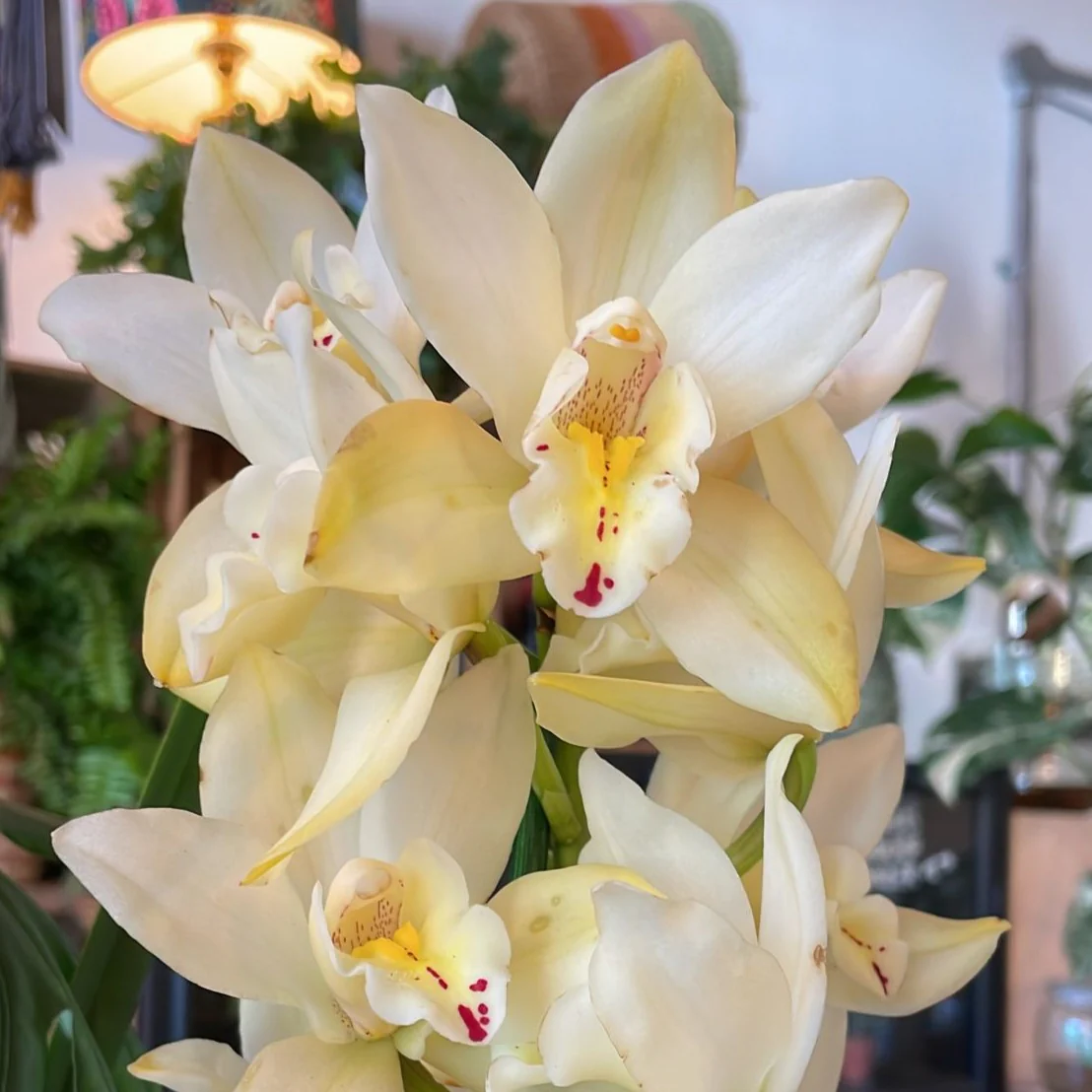 Boat Orchid - Cymbidium earliesue 'Paddy' - Image 2