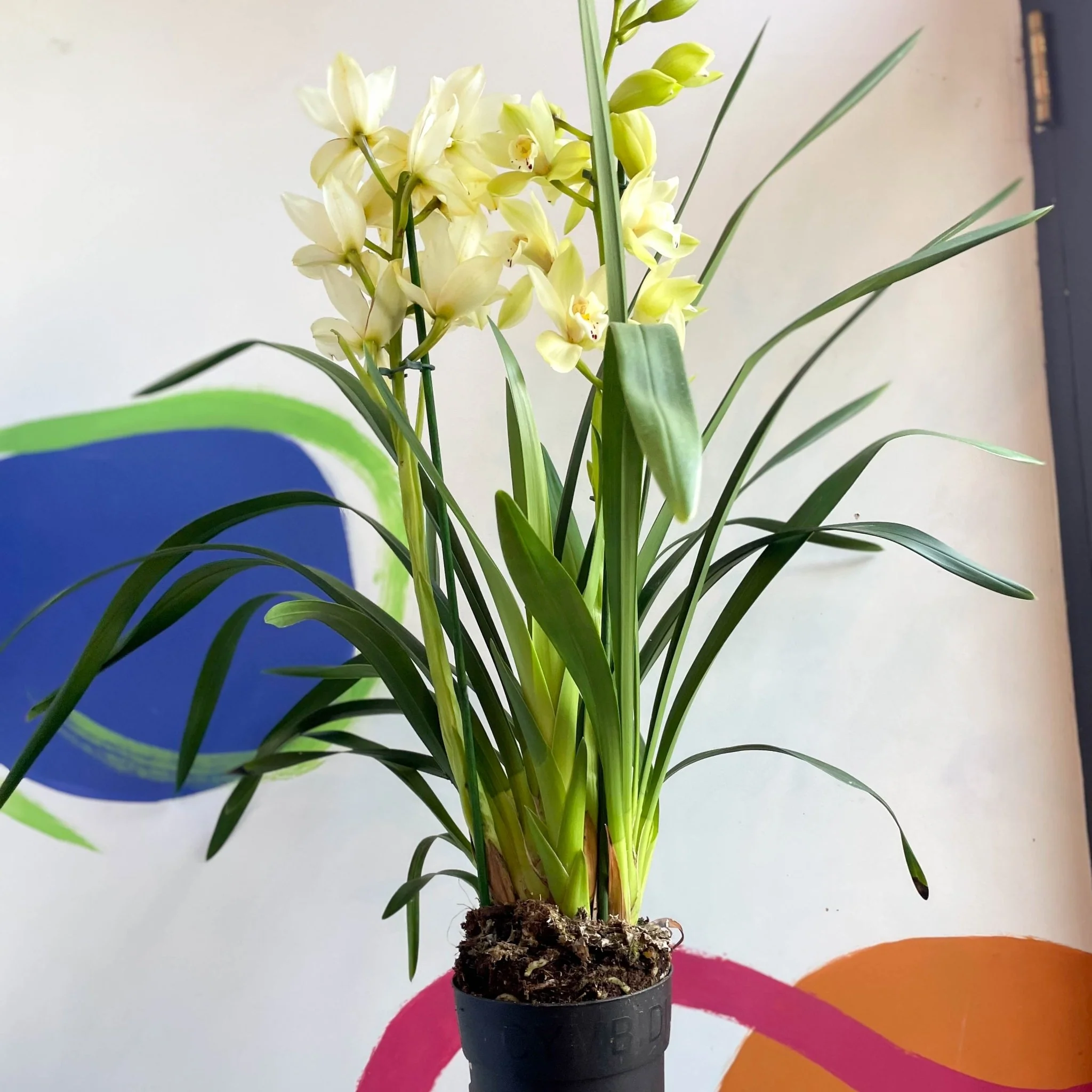 Boat Orchid - Cymbidium earliesue 'Paddy' - Image 3
