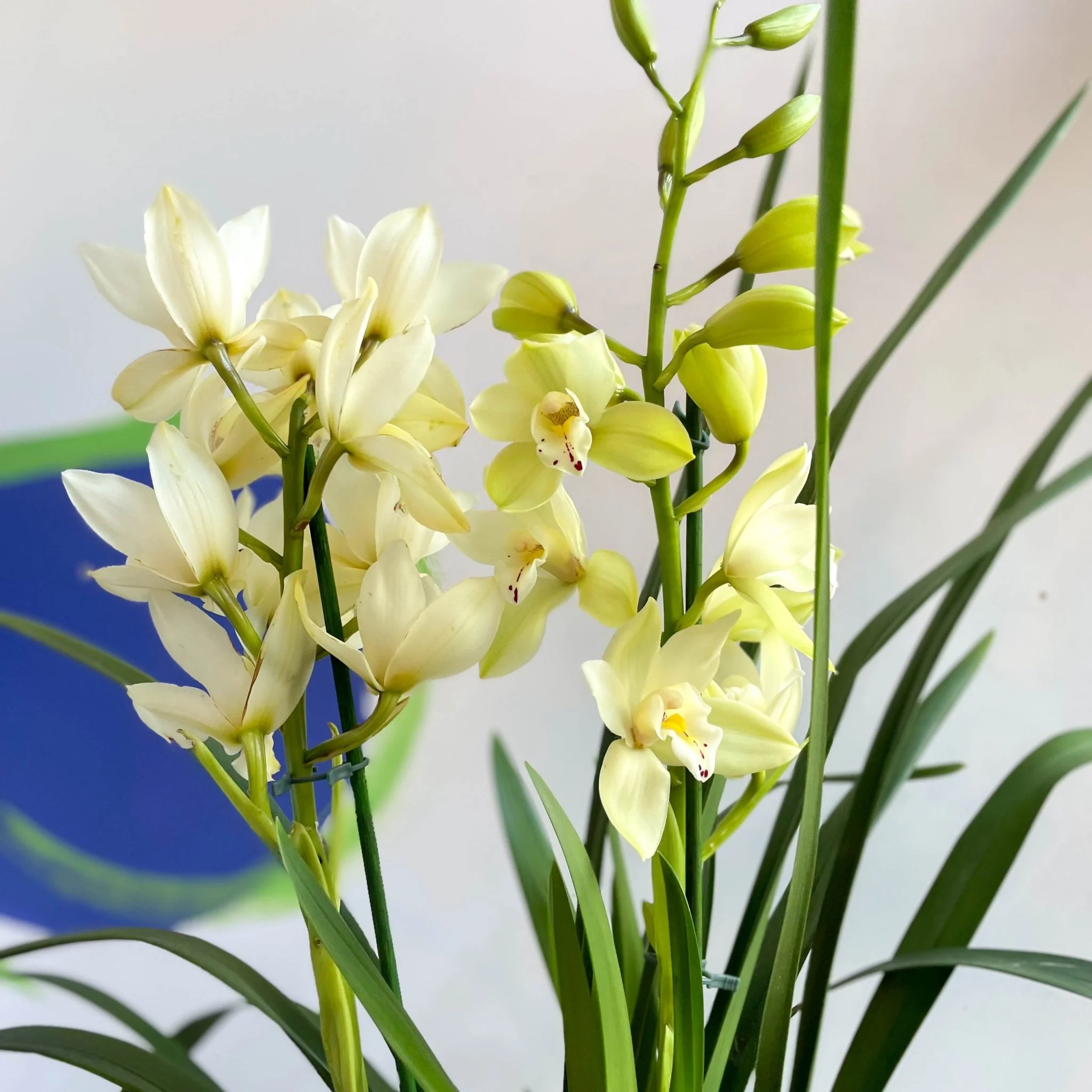Boat Orchid - Cymbidium earliesue 'Paddy' - Image 4